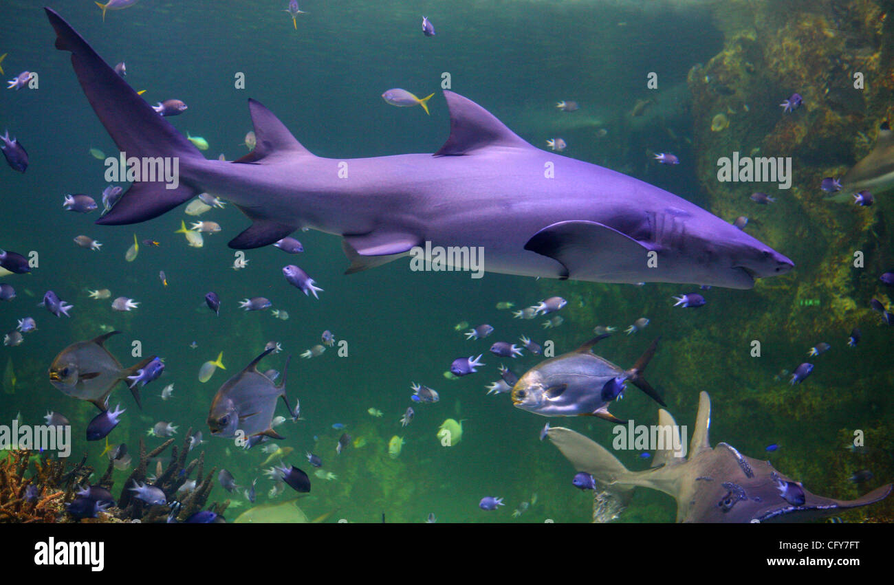 Shark Inn Tank Shark press hi-res stock photography and images - Alamy