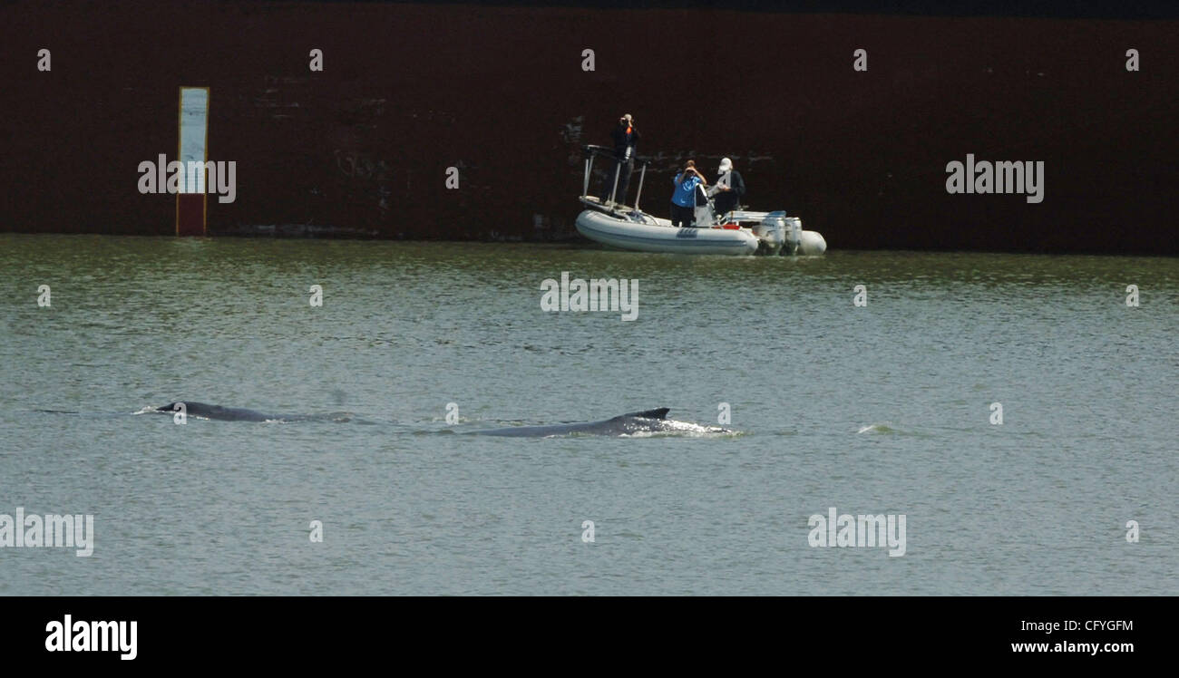 One of two humpback whales breaches in the deep shipping channel in West Sacramento, Calif. on Thursday, May 17, 2007. The Coast Guard along with biologists are attempting lure the wayward whales back towards the ocean. (Sherry LaVars/Contra Costa Times) Stock Photo