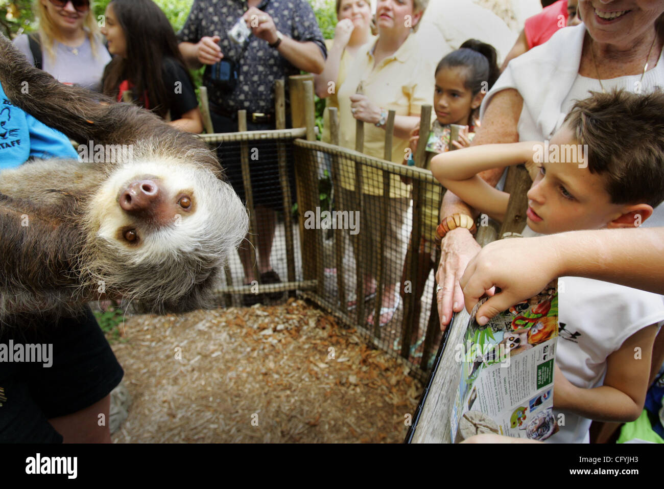 052007 pal latinazoo Staff photo by Richard Graulich/The Palm Beach Post 0038269A WEST PALM BEACH - Zookeeper Morgan Smith, holds Wilbur, a 4 year old two-toed Sloth, during an animal encounter for visitors enjoying Fiesta Latina at the Palm Beach Zoo Sunday afternoon. Stock Photo