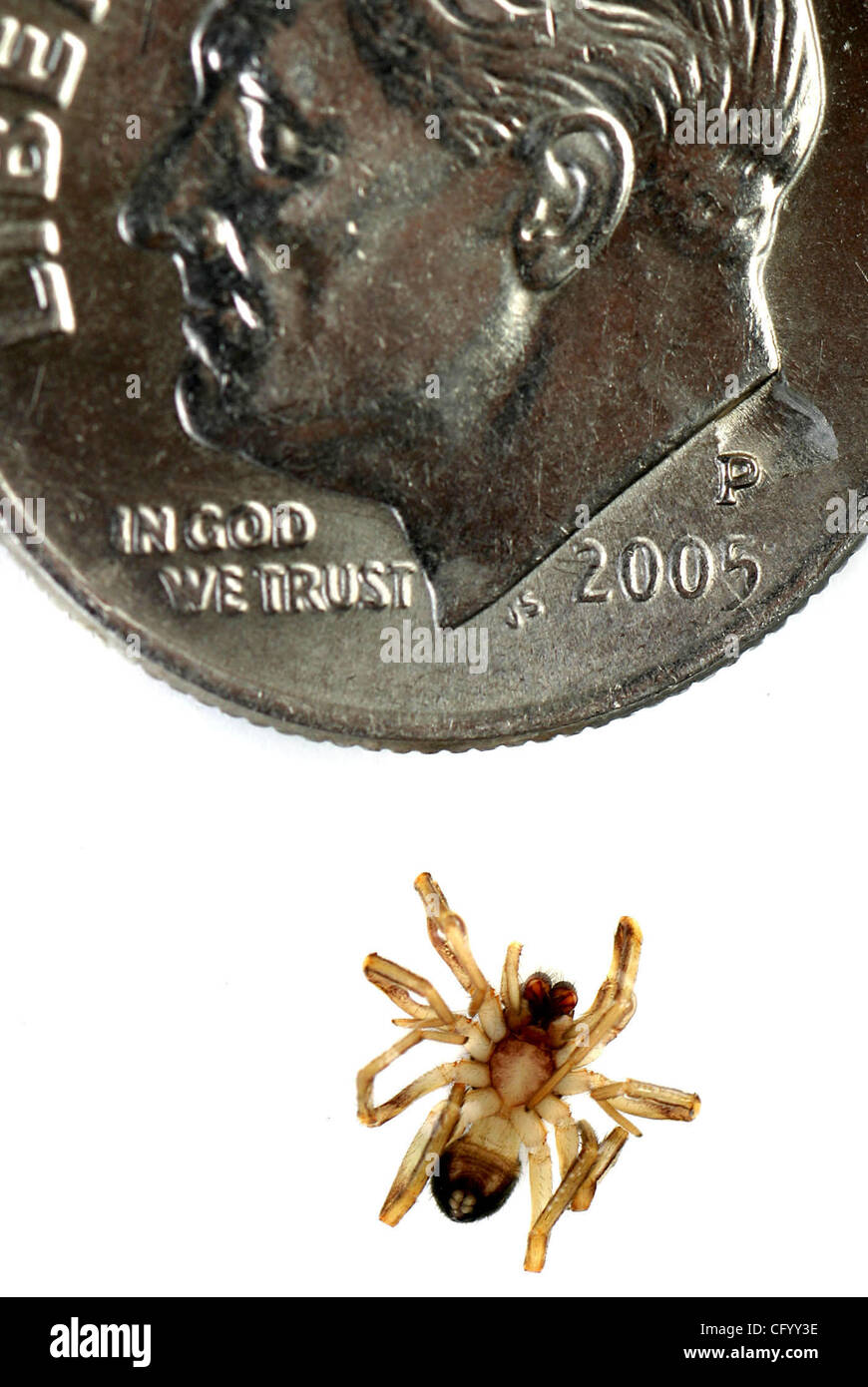 Brown Recluse Size Comparison