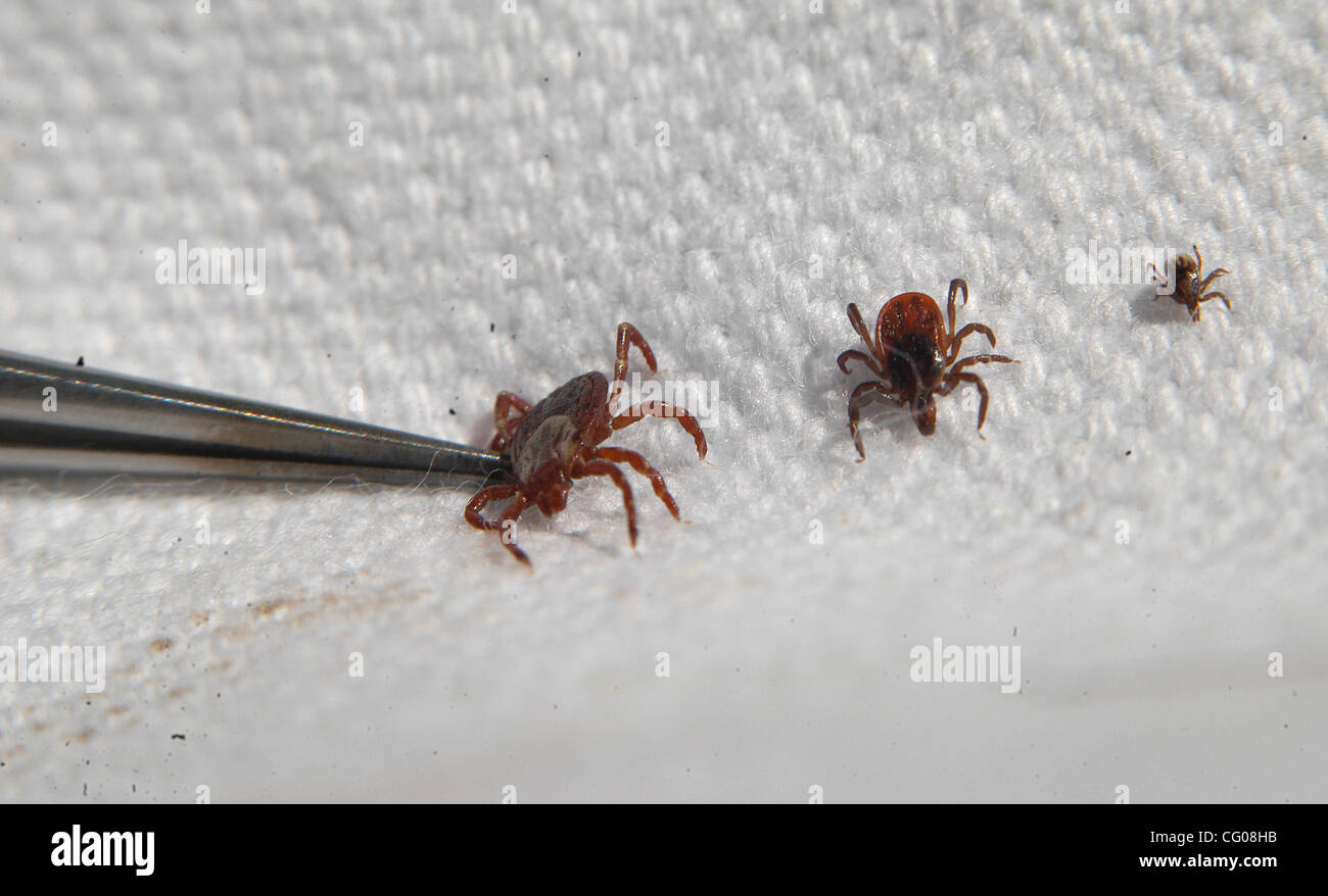 Forest Lake, Mn. Wednesday 6/13/2007 Lyme Disease and the continued spread of deer ticks throughout Minnesota. Health Department officials will show how they drag cloth through the woods to collect, count and assess deer ticks..In this picture: l to r wood tick,female deer tick and nymph of deer tic Stock Photo
