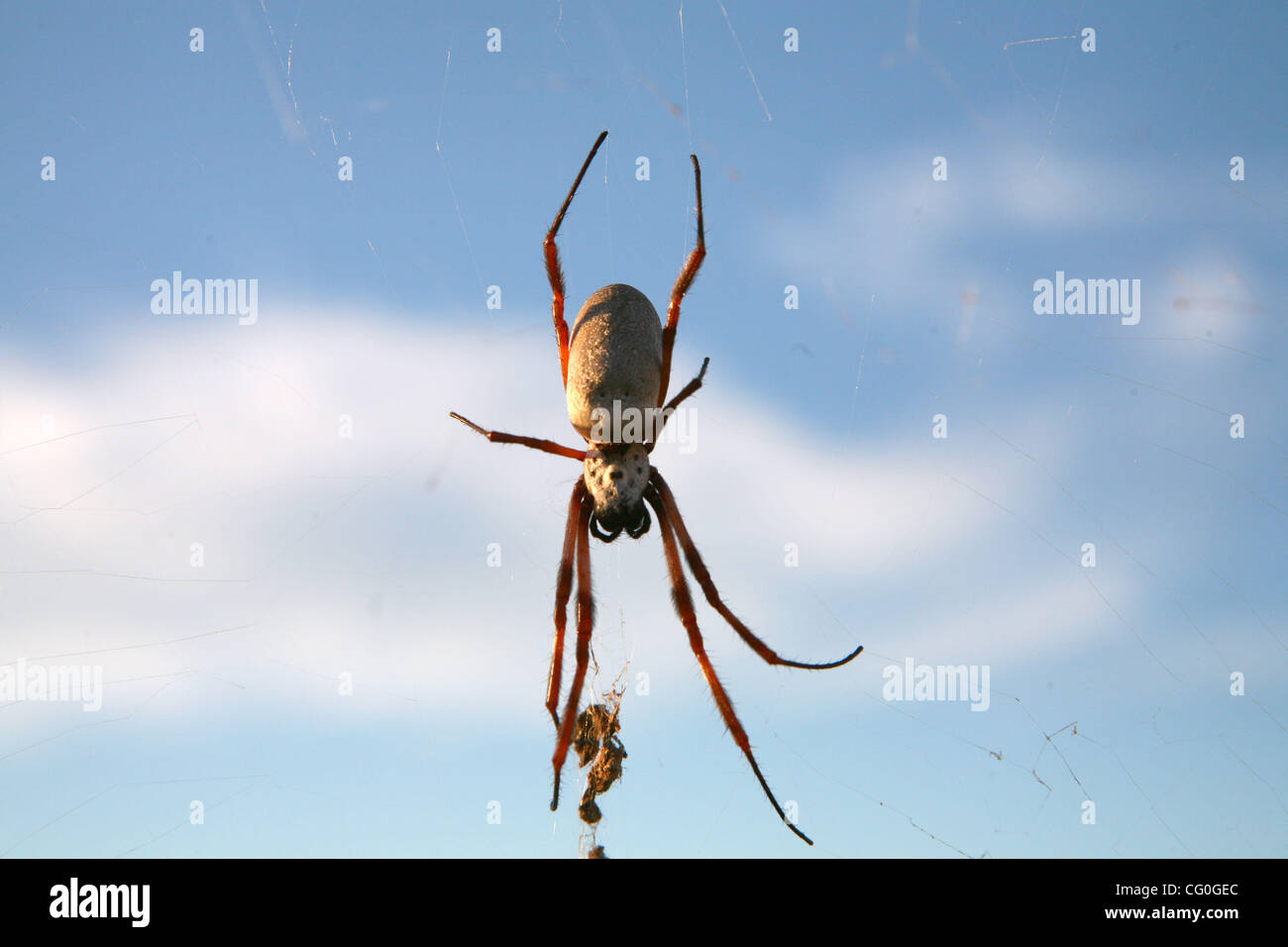 Jun 28, 2007 Alice Springs, Northern Territory, Australia Huntsman