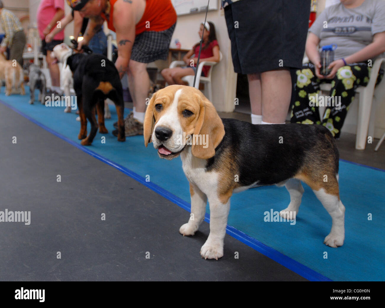 Magic A Beagle Owned By Phil Baffert Of Alamo Stands In Line