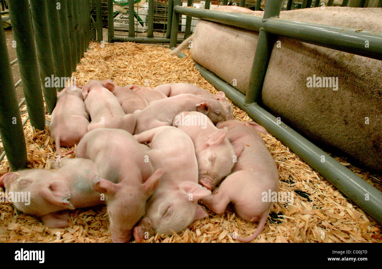 July 3, 2007, Del Mar CA, USA Eleven piglets stay warm together in their pen at the San Diego County Fair Tuesday. The were born along with 4 other siblings over the weekend to one mother named BERHA (far right). Mandatory Credit: Photo by Don Kohlbauer/San Diego Union Tribune/Zuma Press. Copyright  Stock Photo