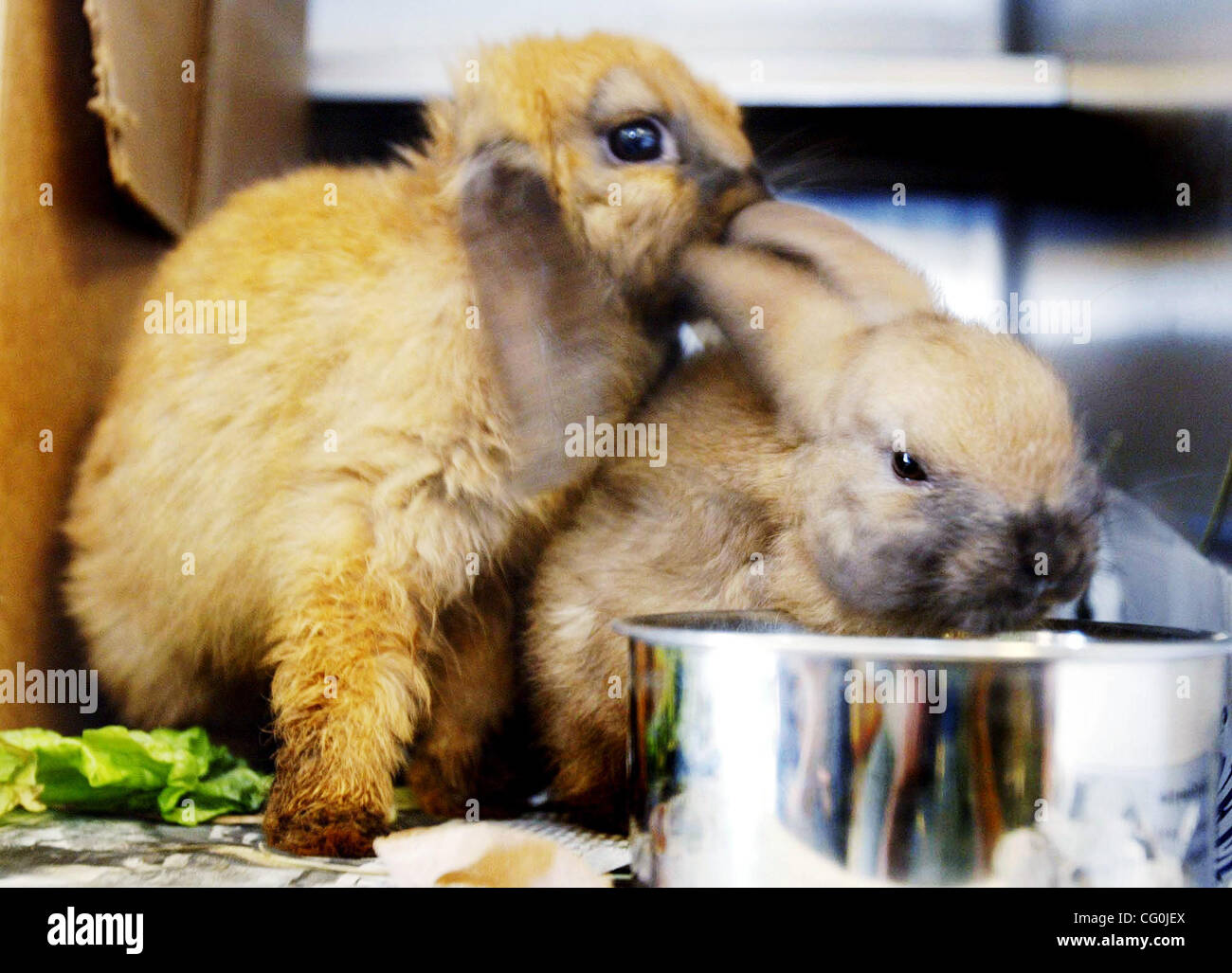 Starving fourweekold rabbits get feed at the Oakland Animal Shelter