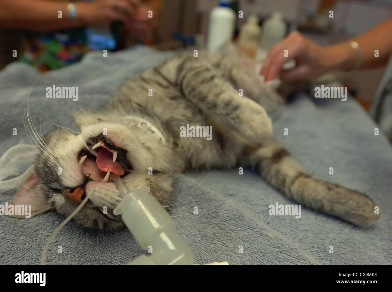 Neutered Cat Stock Photos & Neutered Cat Stock Images - Alamy
