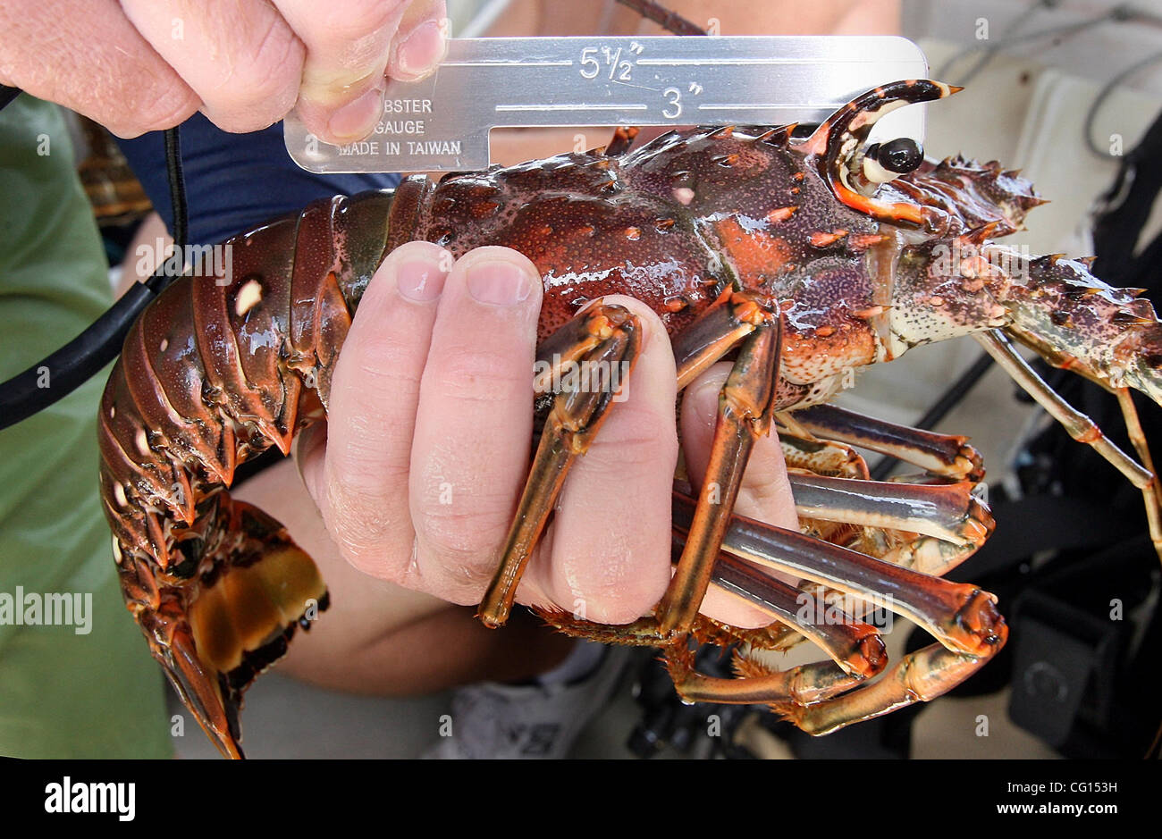 072507 SC spt LOBSTER (5of10) Staff photo by Bob Shanley / The Palm