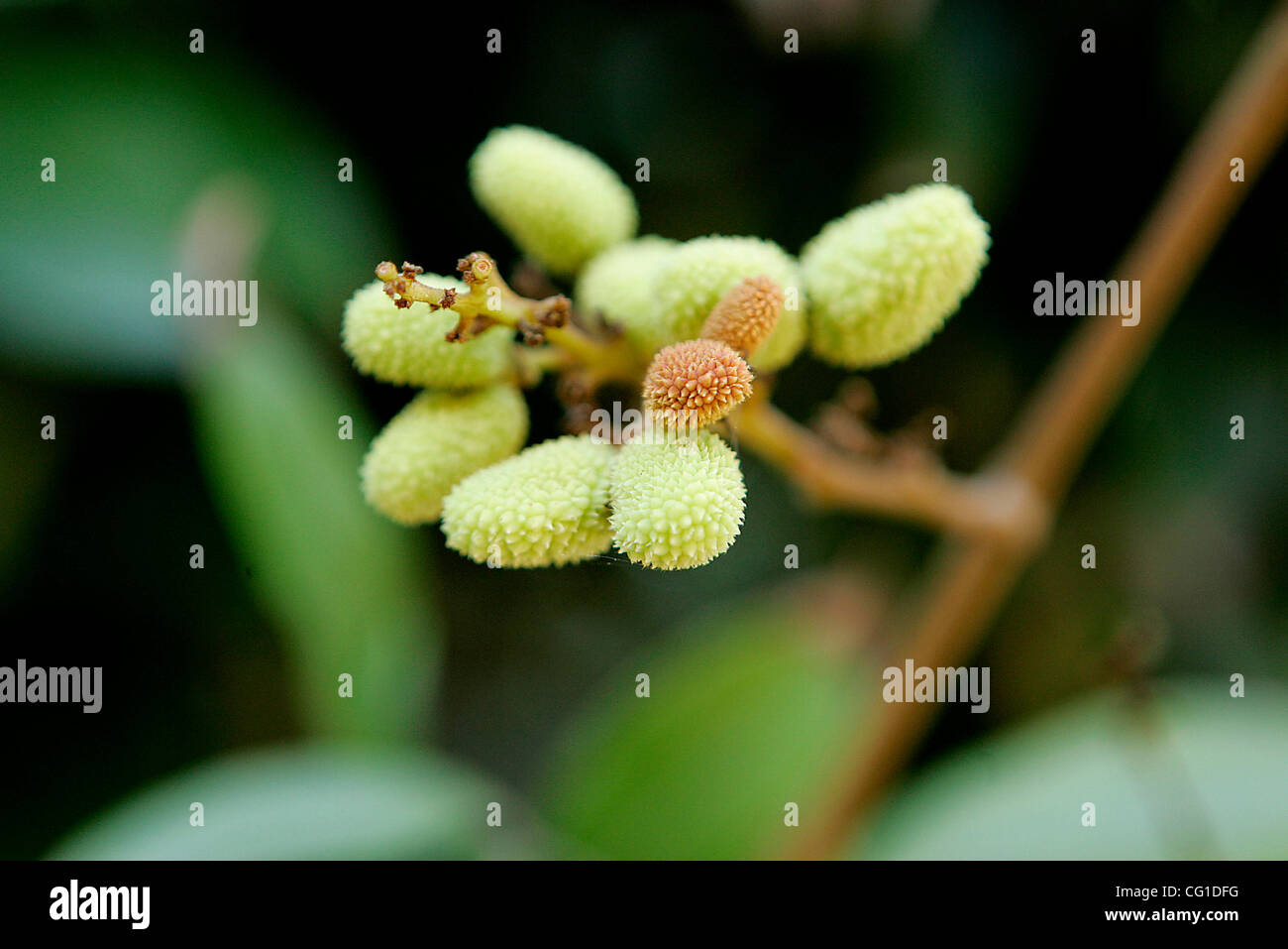 Wednesday, August 8, 2007, Vista, California, USA A Lychee tree bears fruit inside the Darian