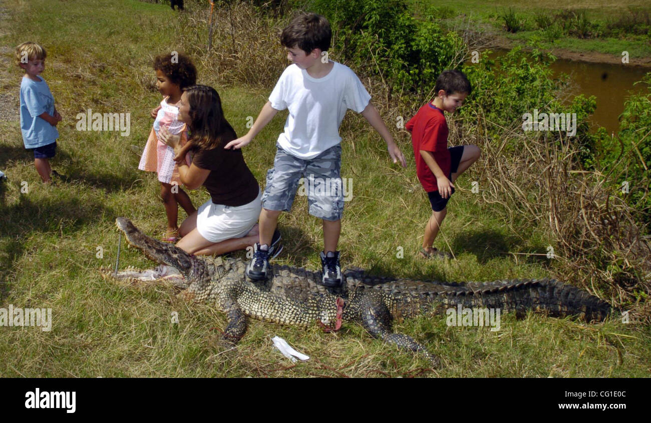 Aug 09, 2007 - Bossier City, LA, USA - Local residents have their photo made around this 9' 8" alligator that was killed after being caught in the Flat River in Bossier City. Cade McClanahan is 'surfing' on the gator. (Credit Image: © Jim Hudelson/The Shreveport Times/ZUMA Press) RESTRICTIONS: No Ma Stock Photo
