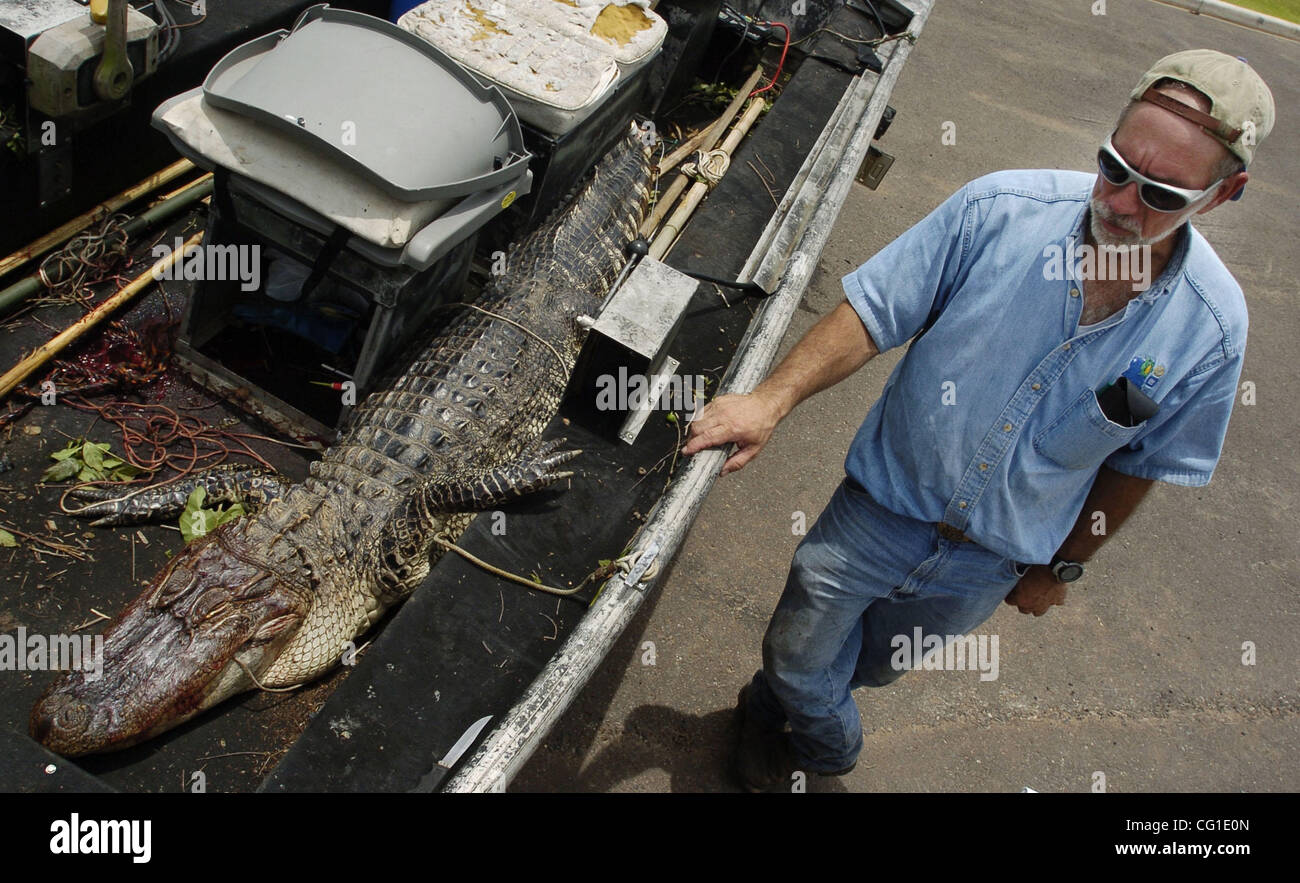 Aug 09, 2007 - Bossier City, LA, USA - David Wilson stands next to this 8-9 foot alligator he caught in Champion Lake in Shreveport. Wilson, an agent for the Louisiana Department of Wildlife and Fisheries set up traps and caught the alligator after the department received a nuisance call.   (Credit  Stock Photo