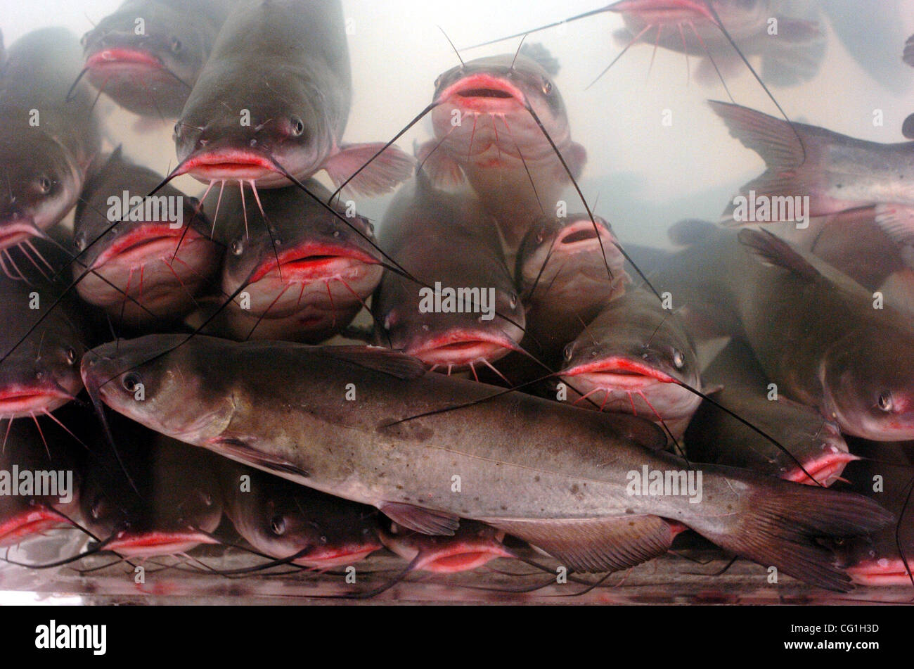 Live catfish will be for sale for 3.99 a lb. at the new Le Asia