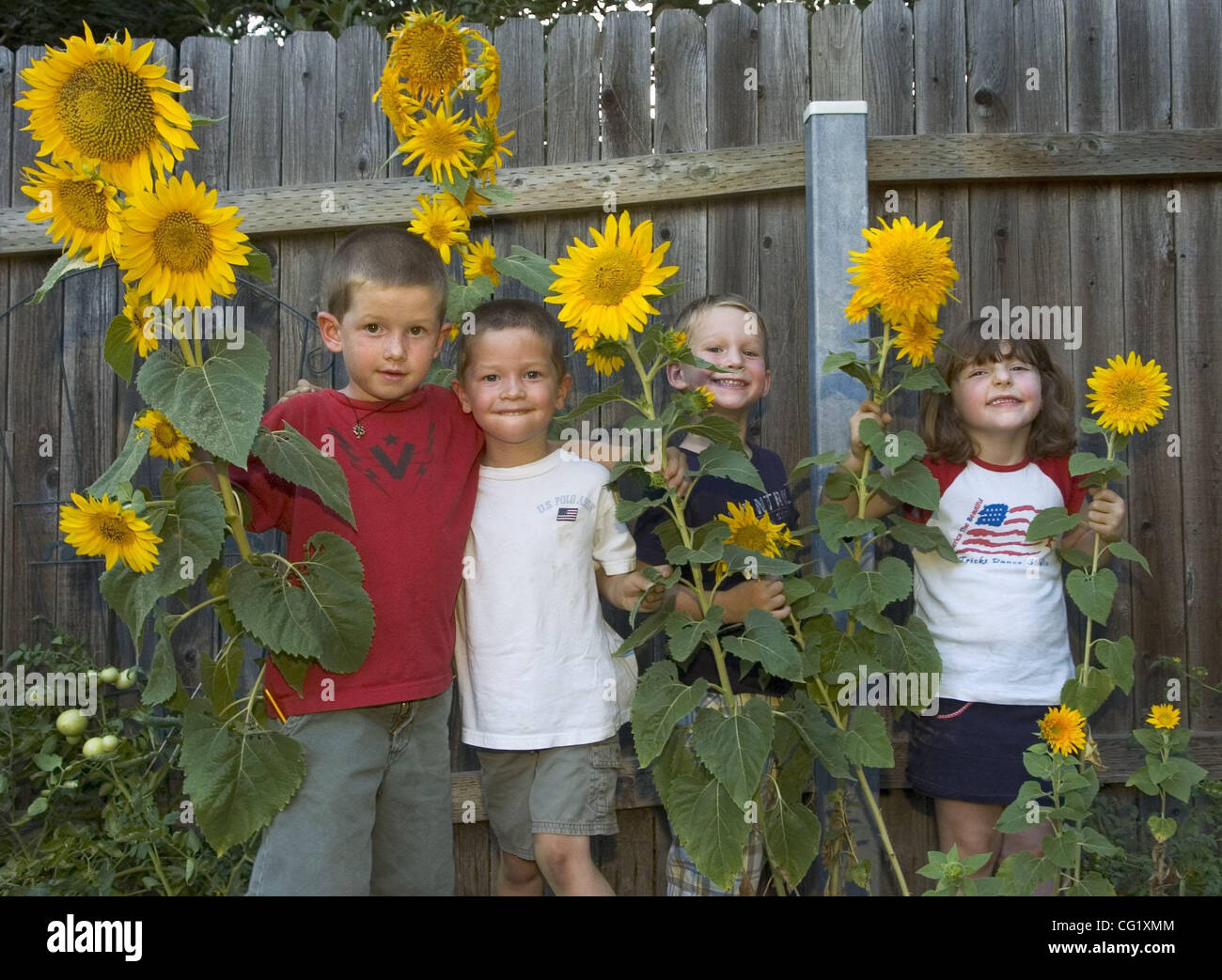 LEDE - L-r: Nicolas Heiskell (cq), 6, Kevin Heiskell (cq), 4, Andrew Jensen (cq), 4, and Emma Vincent (cq), 4, pose with sunflowers in their garden in the Heiskell's yard in Granite Bay. The Sacramento Bee/  Anne Chadwick Williams/  Aug. 29, 2007 Stock Photo