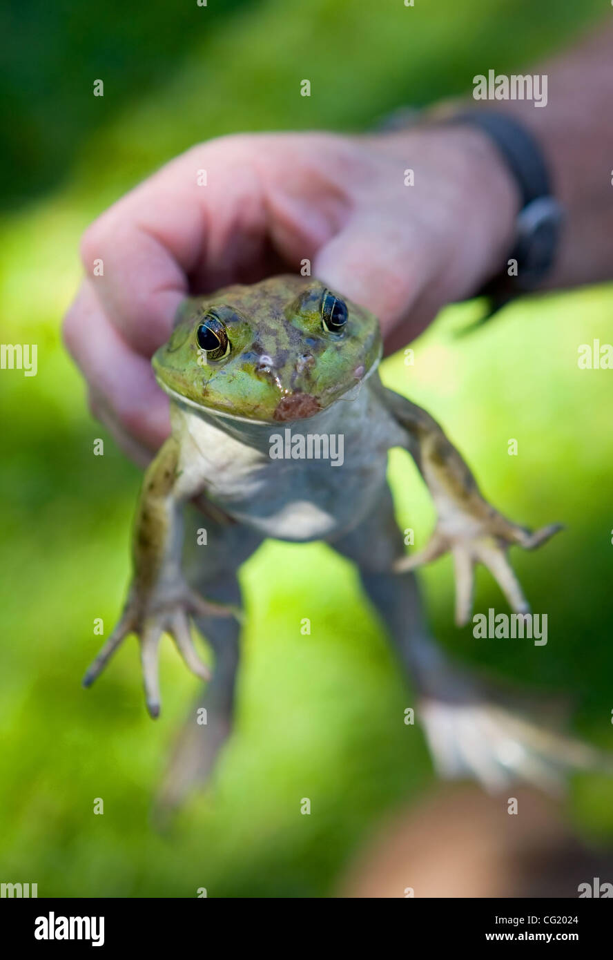Frog jumping contest hires stock photography and images Alamy