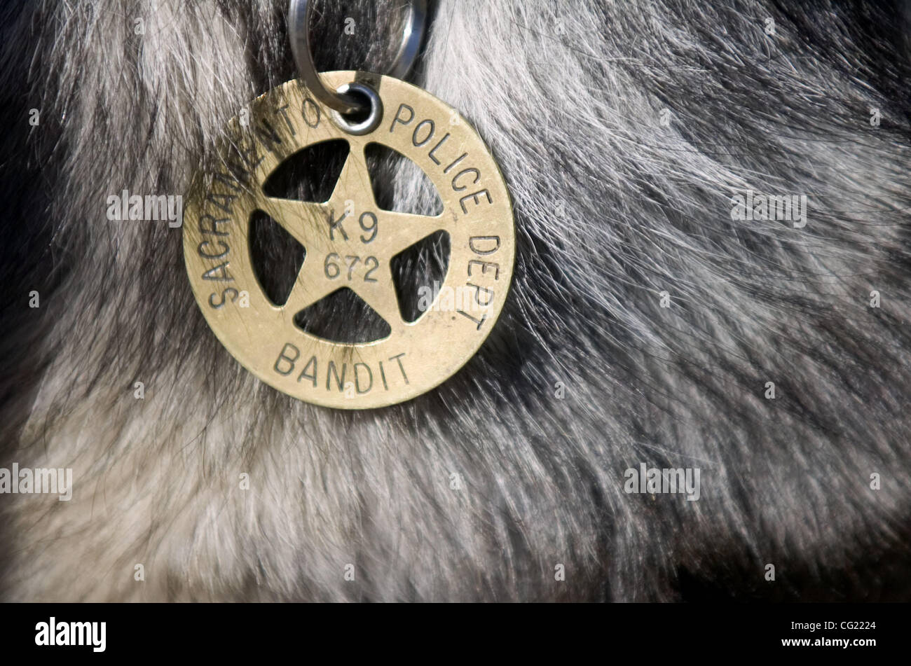 Do Police Dogs Have A Badge