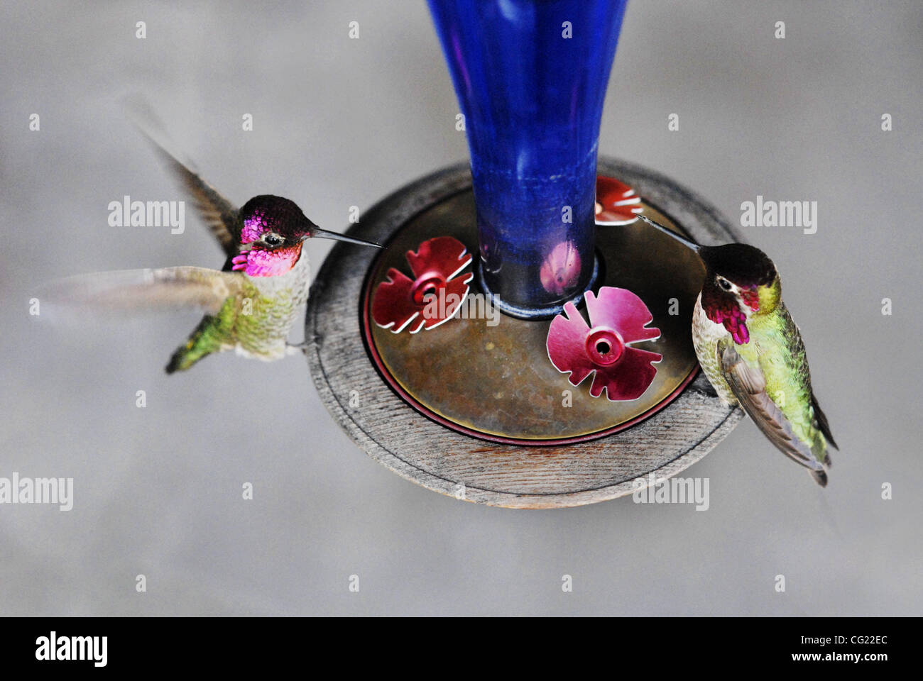 For H G Two Male Hummingbirds Drink Sugar Water From A Birdfeeder