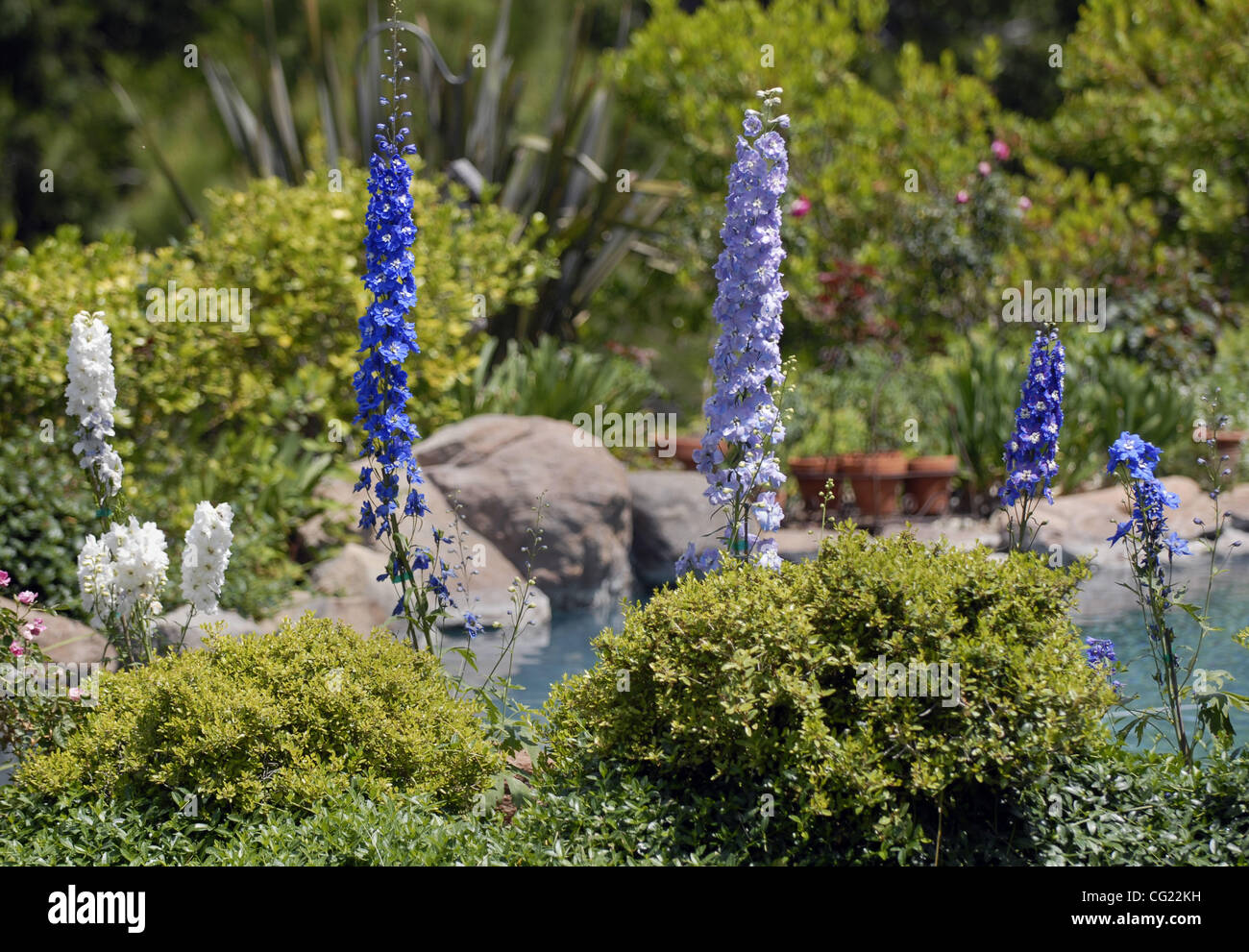 A variety of giant delphiniums grow by the pool in Mike DeBord's garden, which covers several acres, and was designed by a Capital Nursery designer 10 years ago, May 18, 2007. Sacramento Bee/  Florence Low Stock Photo