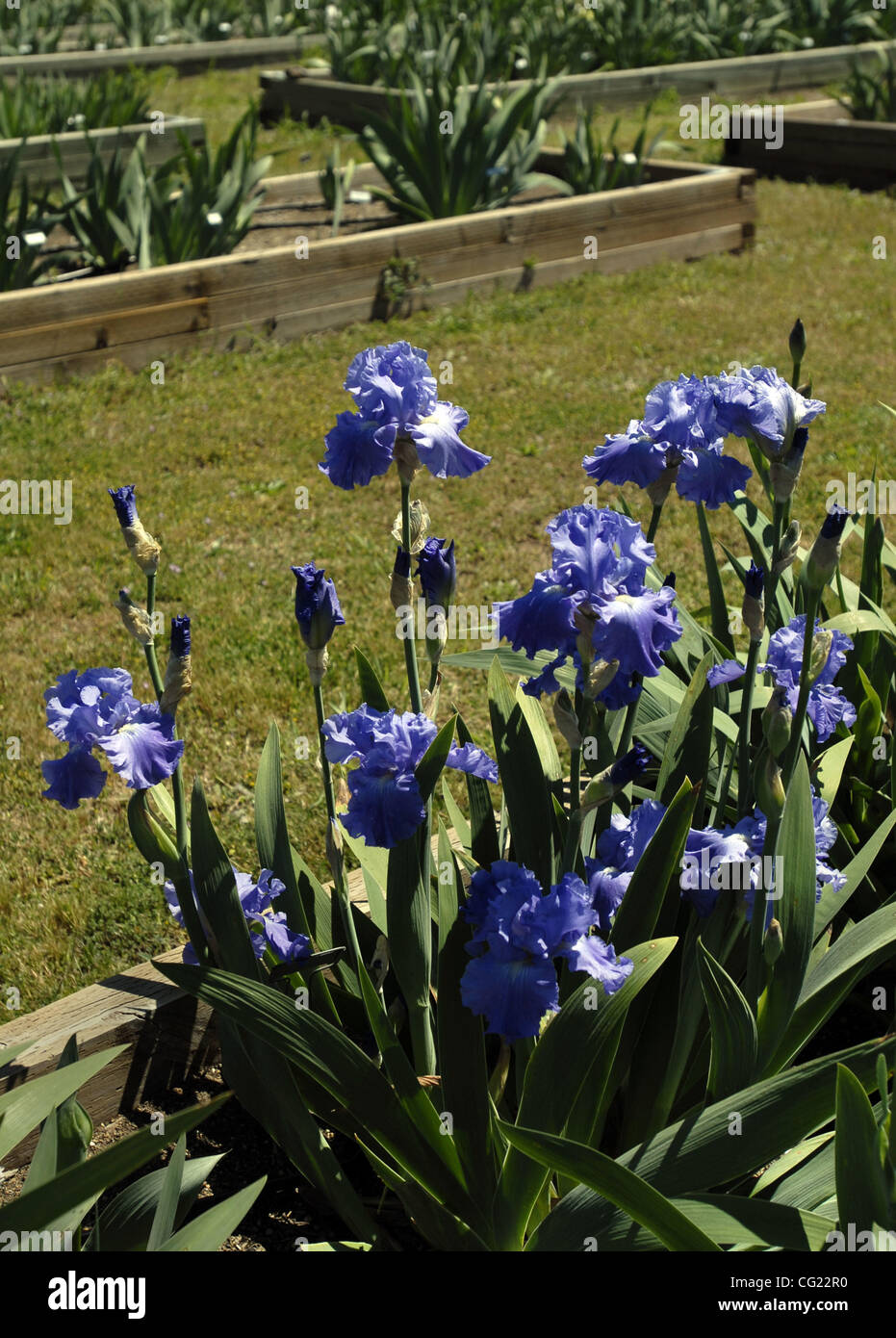 Old Ridgefield, image size:931x1390