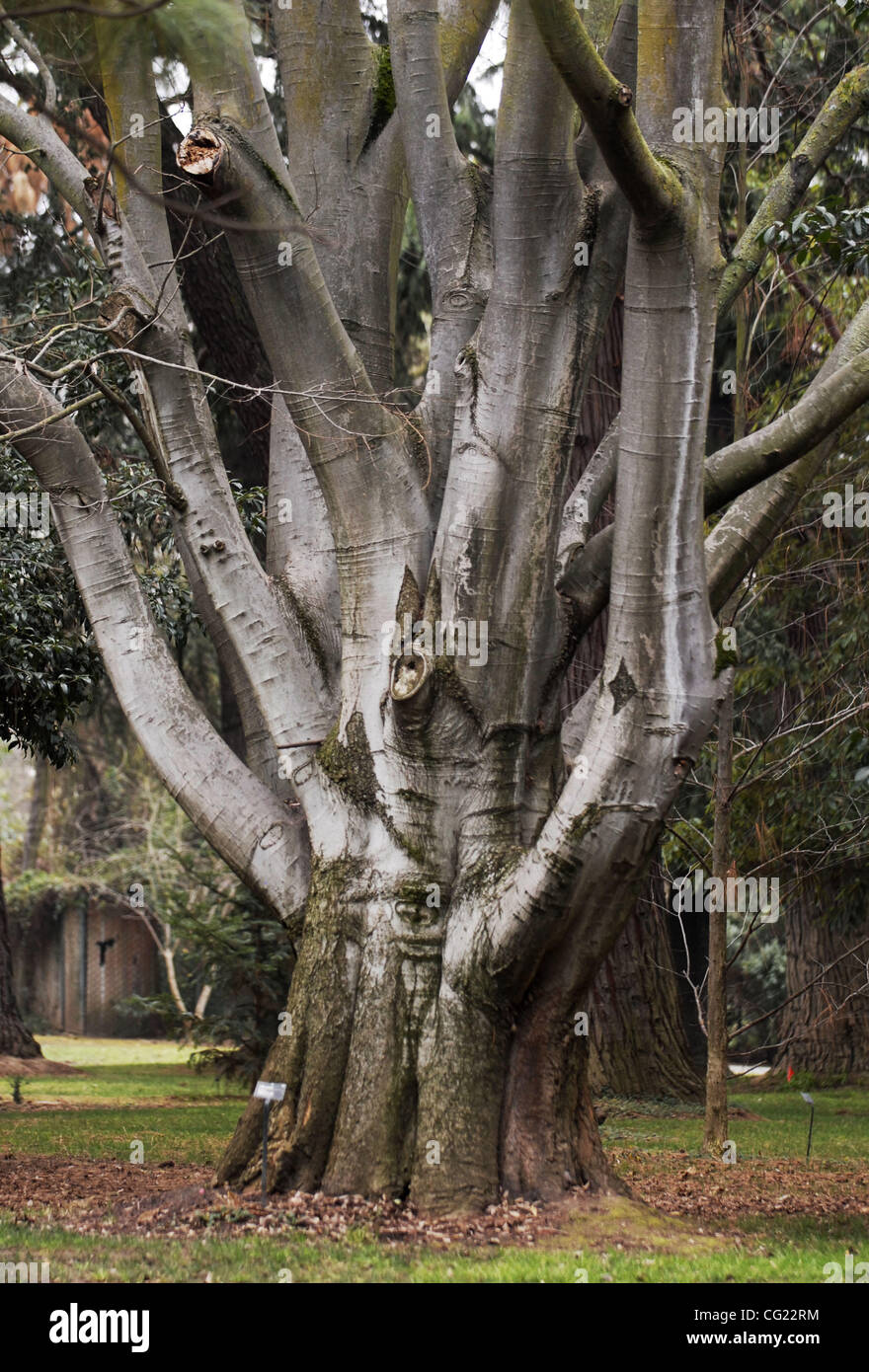 Hackberry Stumps A hackberry reaches its limbs skyward at the arboretum at Sacramento ...