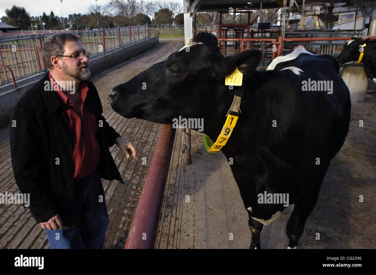Prof. James Murray <cq> is entertained by 'Dot,' one of two cloned Holstein cows (the other is 'Ditto') at the UC Davis dairy barn.  Both cows are treated as research animals as so they have become quite friendly around people.  Wednesday, January 3, 2007.  Sacramento Bee/  Jay Mather Stock Photo