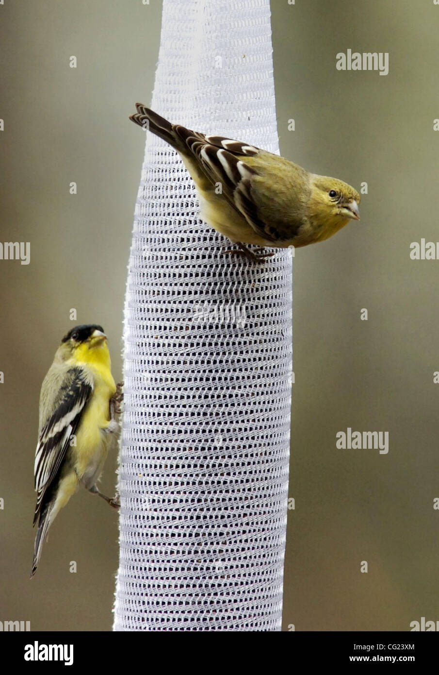 Two Goldfinches Cling To A Sock Bird Feeder In Meadow Vista