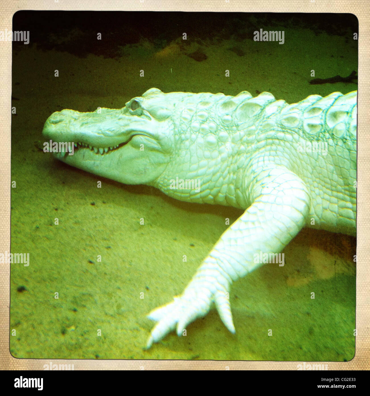 Rare white albino crocodile Stock Photo - Alamy