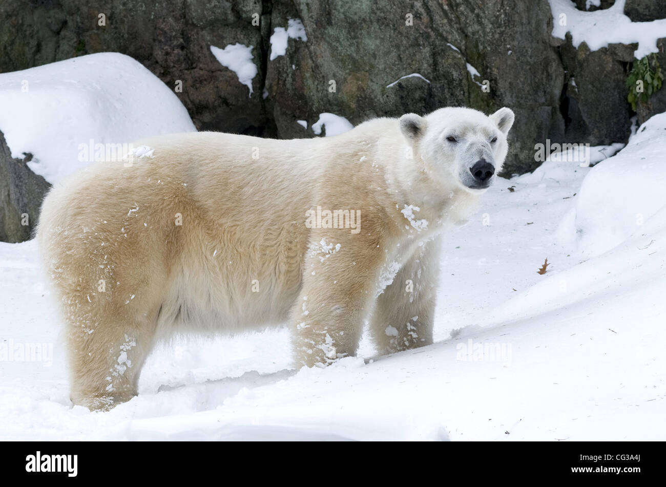 A Polar Bear plays with the snow at the Bronx Zoo. New York City, USA