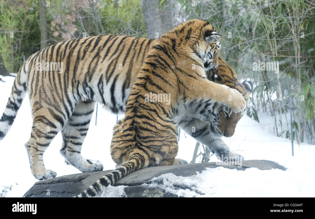 First snow for the Amur Tiger Cubs at the Bronx Zoo. New York City, USA - 28.12.10 Stock Photo