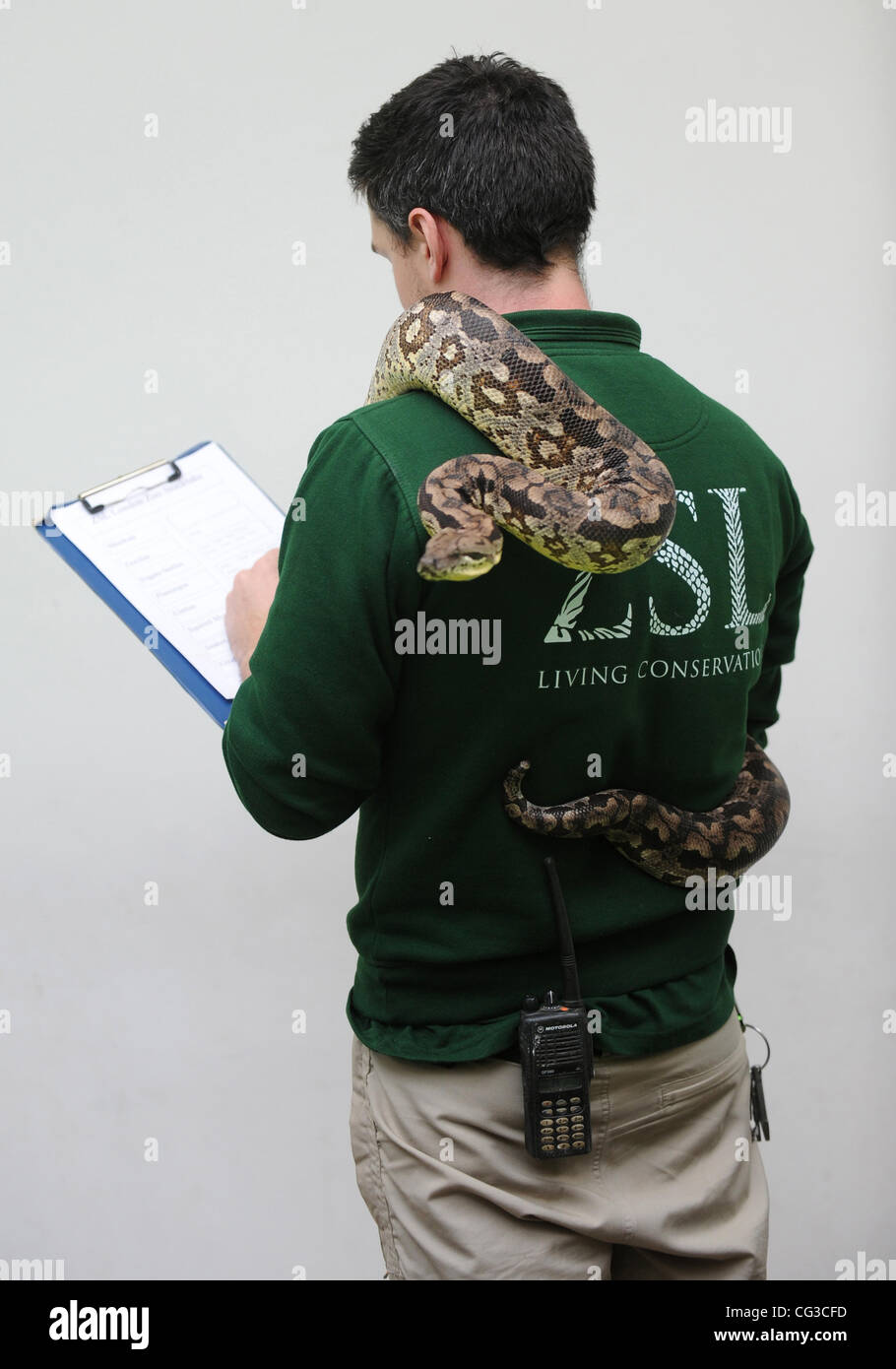 A Dumerils Boa snake during the London Zoo annual stock take, where