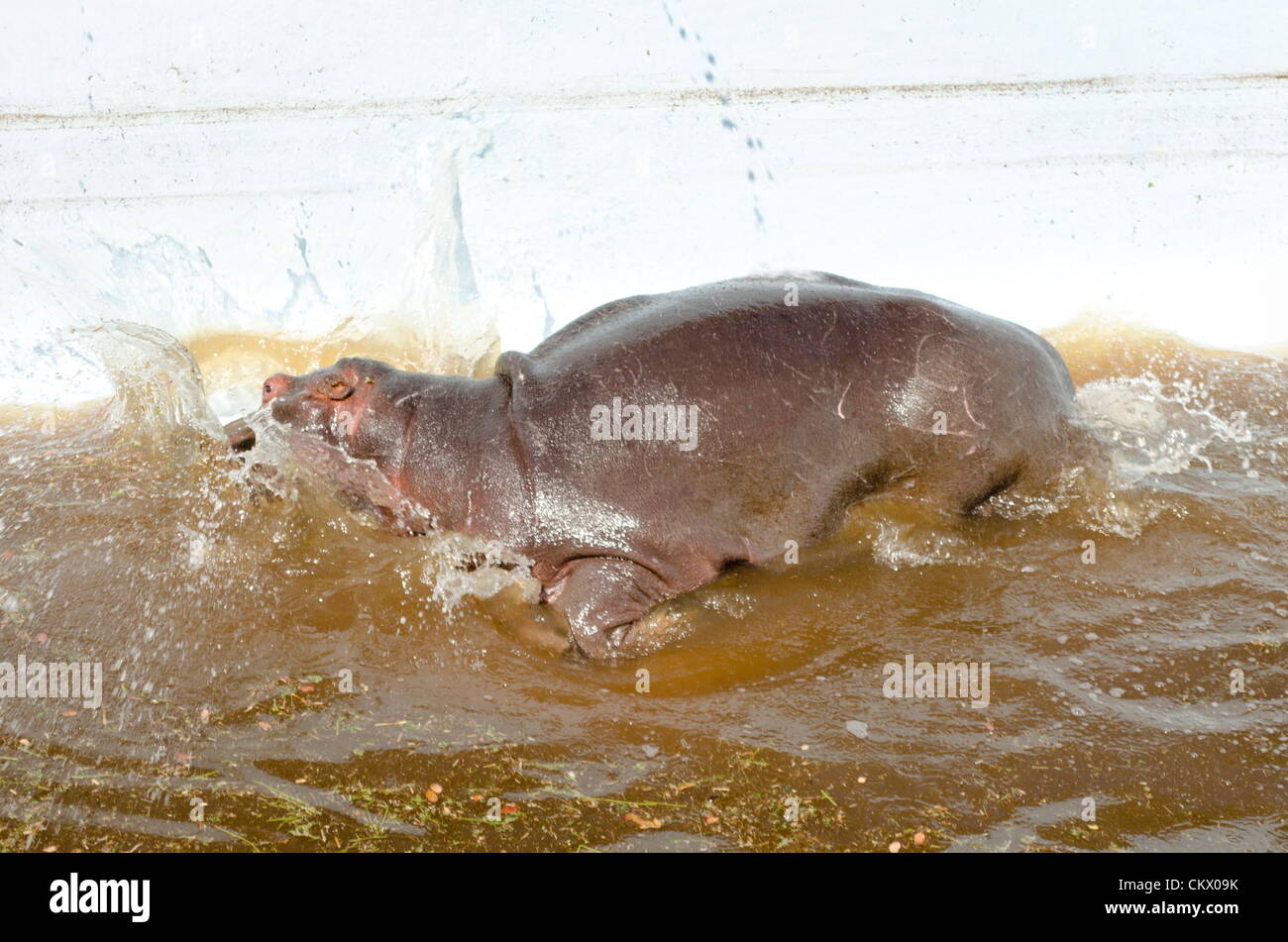 24th Aug 2012. MODIMOLLE, SOUTH AFRICA: A young hippo bull named Solly who was trapped in a swimming pool on a game farm near Modimolle for three days, has died during a rescue attempt in Limpopo, South Africa. The bull was apparently kicked out of its family group by more dominant males. (Photo by Gallo Images / Franco Megannon/Alamy Live News) Stock Photo