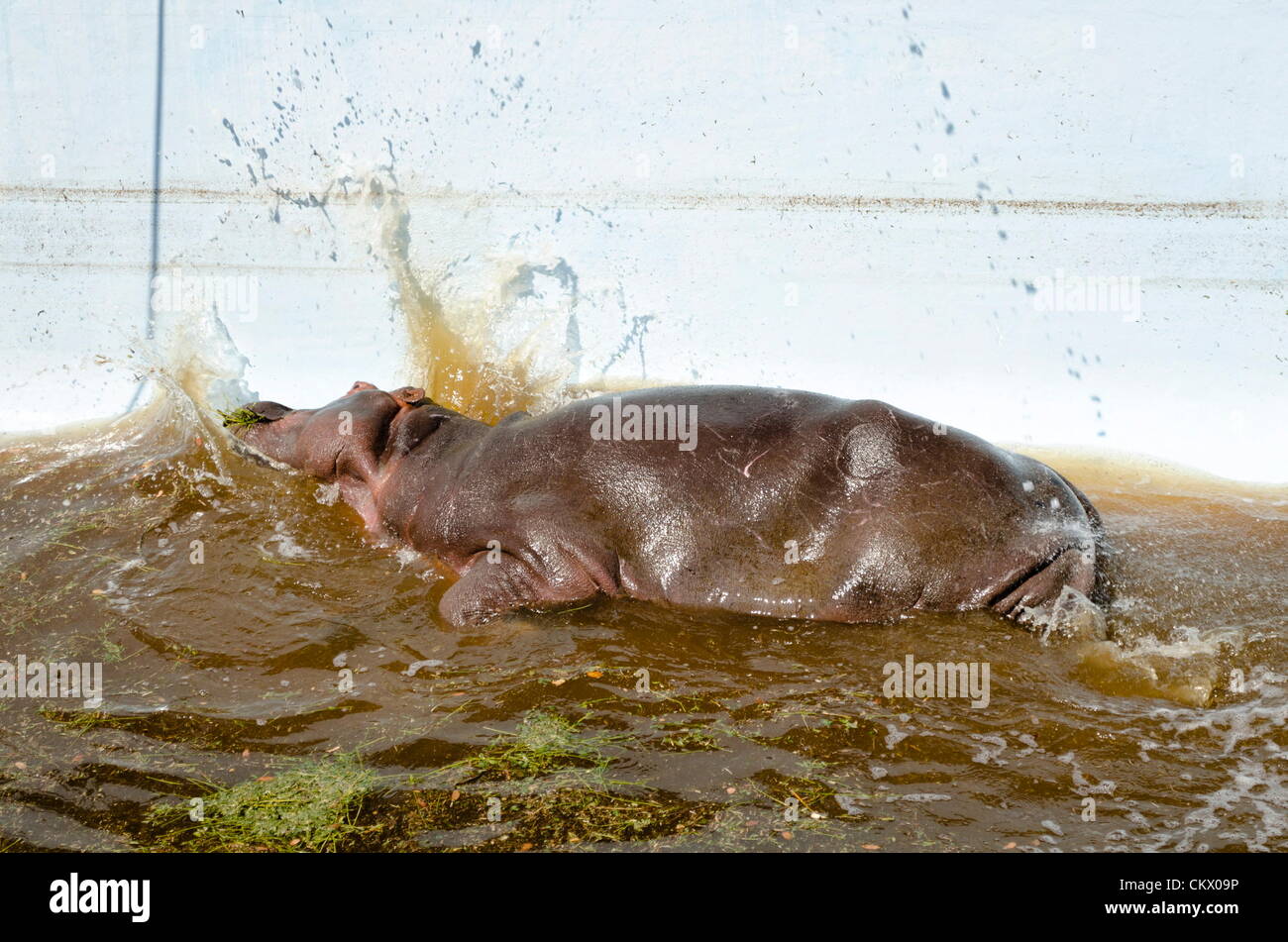 24th Aug 2012. MODIMOLLE, SOUTH AFRICA Veterinarian Dr Alex Lewis