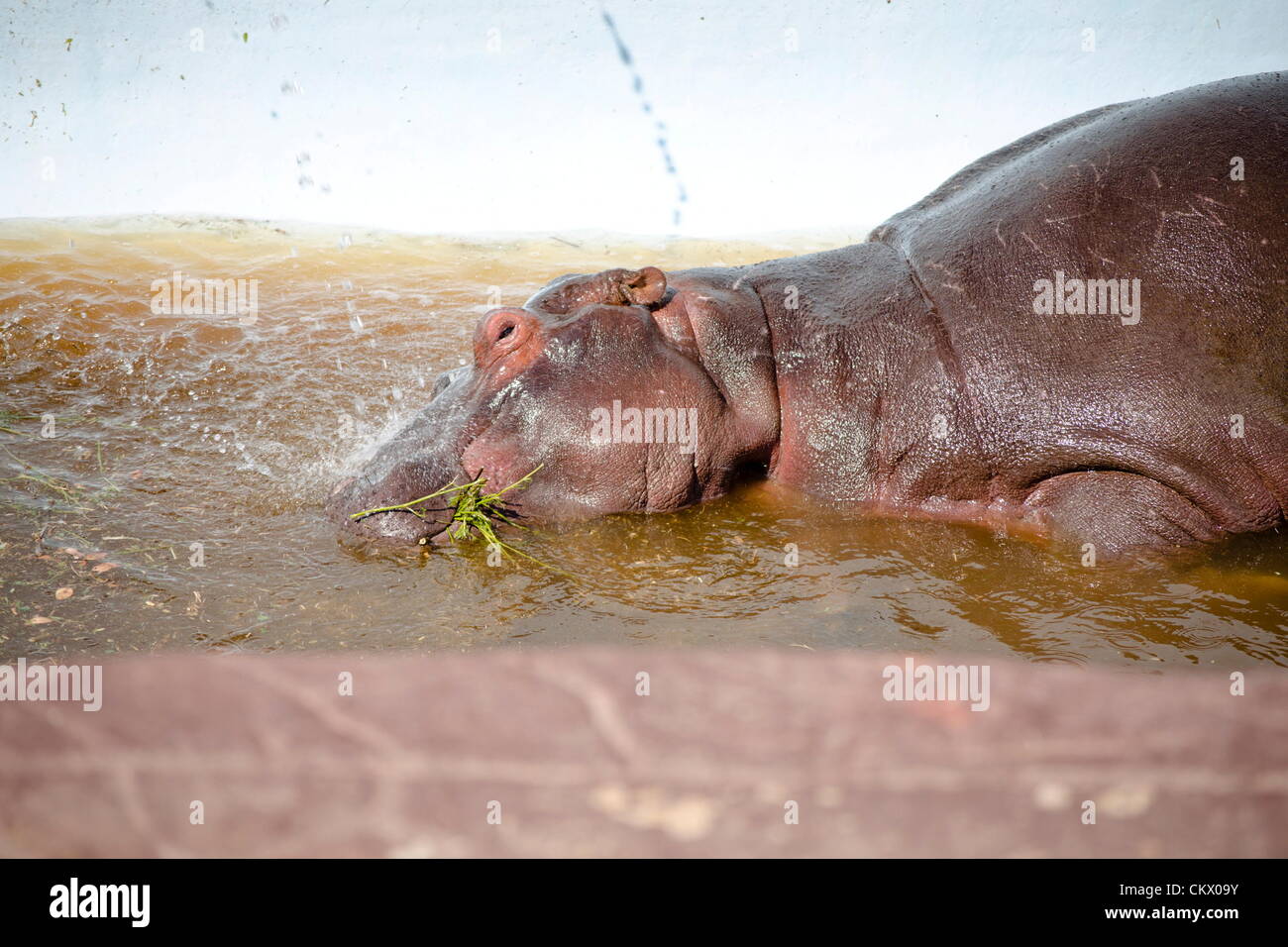 24th Aug 2012. MODIMOLLE, SOUTH AFRICA: A young hippo bull named Solly who was trapped in a swimming pool on a game farm near Modimolle for three days, has died during a rescue attempt in Limpopo, South Africa. The bull was apparently kicked out of its family group by more dominant males. (Photo by Gallo Images / Franco Megannon/Alamy Live News) Stock Photo