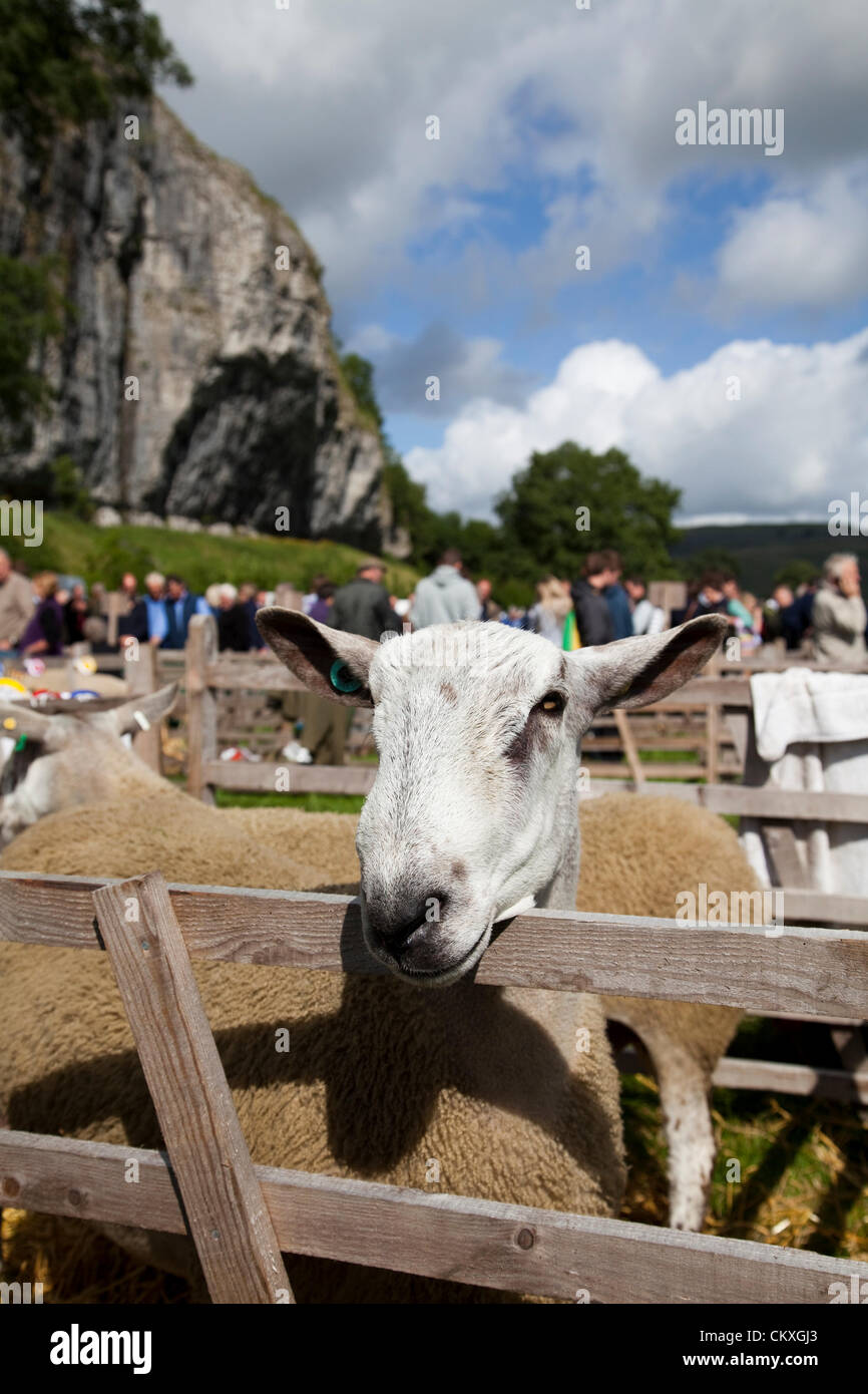 Bluefaced Leicester sheep in Yorkshire, UK. 28th Aug 2012. Sheep pens and exhibition animals at the 115th Annual  Kilnsey Show & Sports on Bank Holiday Tuesday, August 28, 2012. The Yorkshire Dales showpiece is staged by Upper Wharfedale Agricultural Society near Kilnsey Crag, 12 miles north of Skipton. Credit:  Cernan Elias / Alamy Live News Stock Photo