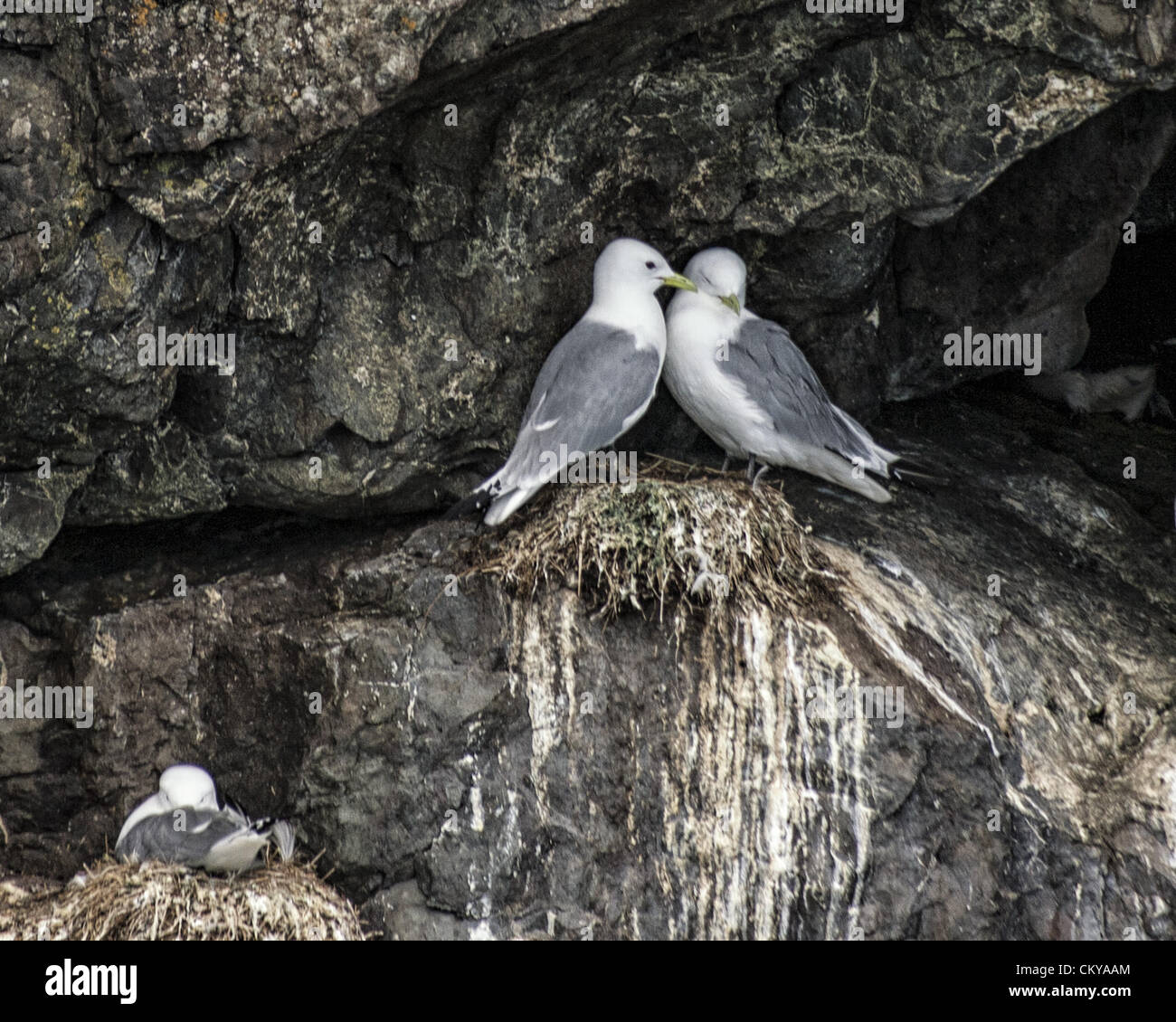 July 1, 2012 - Alaska, US - A pair of nesting Black-legged Kittiwakes [Rissa tridactyla], a seabird species in the gull family, make the granitic islands and cliffs of Kenai Fjords National Park their home. Established in 1980, the National Park covers 1,760 square miles of the Kenai Peninsula. (Credit Image: © Arnold Drapkin/ZUMAPRESS.com) Stock Photo