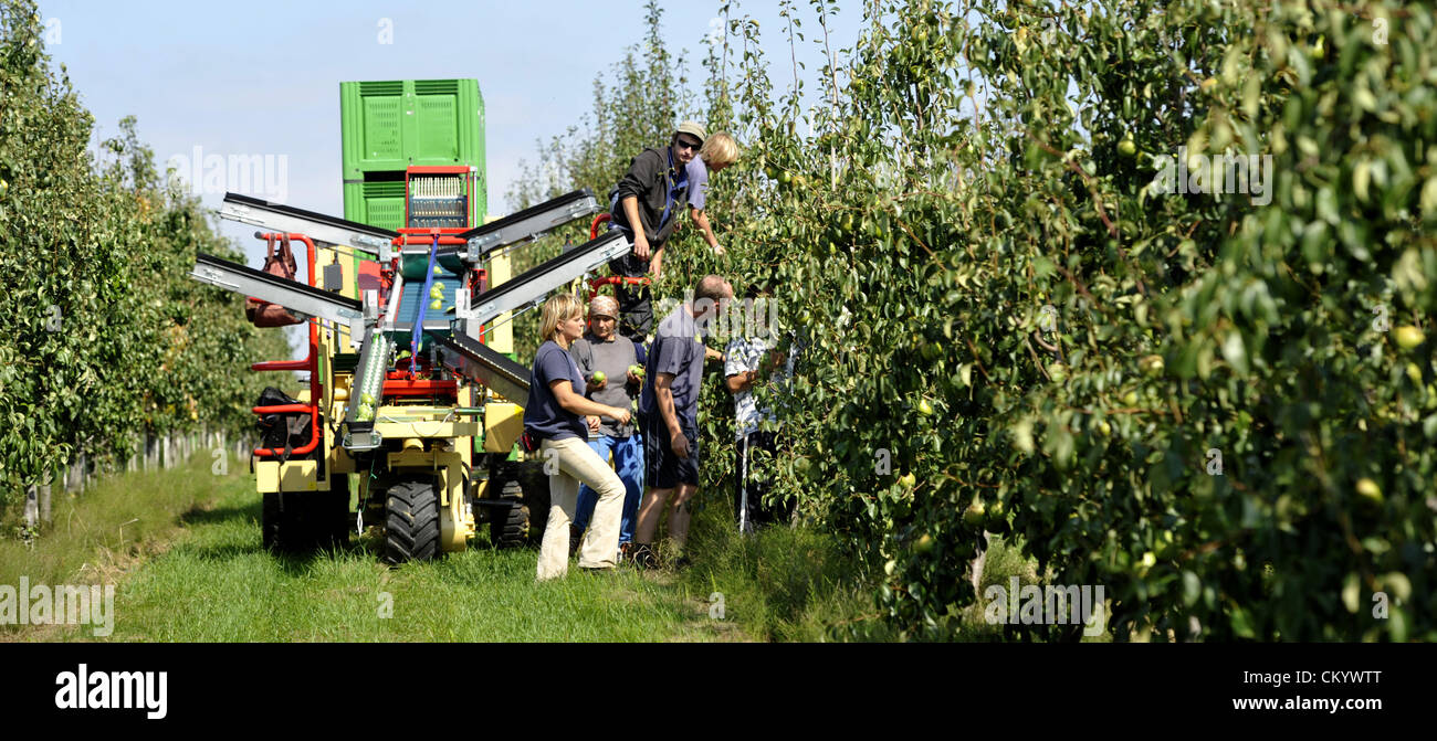 Collective farm Dolany in Nachod region (130 kms north-east from Prague), which is with 330 hectars of gardens one of the biggest producers of fruits in the Czech Republic, expect this year record harvest of pears. Employees of the farm and temp workers from Poland and Slovakia pictured by machine and manual harvest of pears in the garden in Dolany, Czech republic on September 4, 2012. (CTK Photo/Alexandra Mlejnkova) Stock Photo