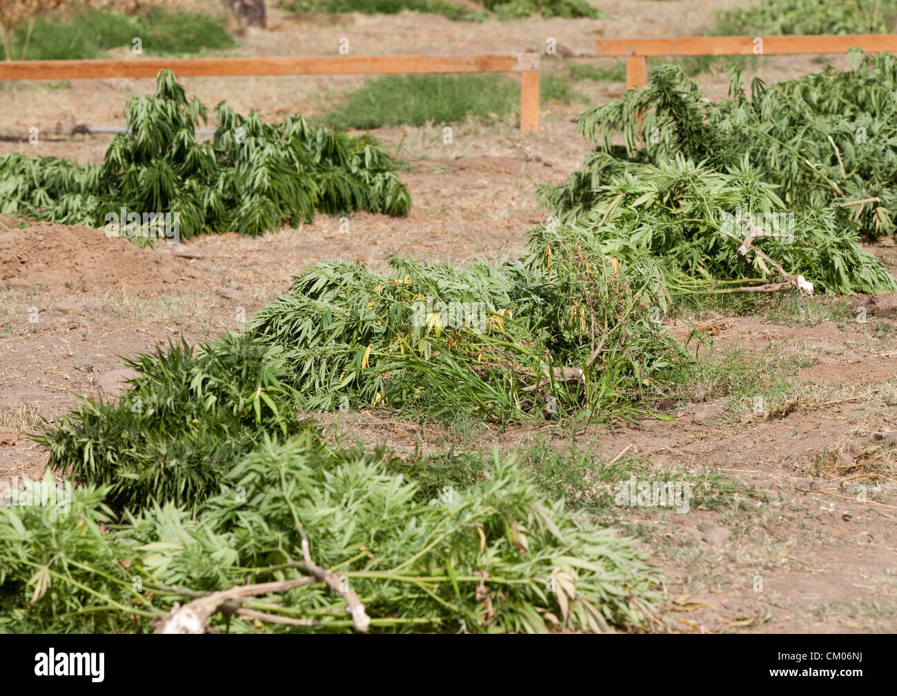 Sept. 6, 2012 - Modesto, CA, USA - Several hundred plants lay on the ground after MNet officers cut them down during a drug raid. Modesto Police Narcotic Enforcement Team(MNet) teamed up with the Crime Reduction Team Thursday Sept. 6th 2012 afternoon and busted a grow house in the 2100 block of Torrid Ave in west Modesto CA. A total of over 100 plants ranging in size along with several thousand dollars worth of already dried marijuana were found in the home, along with 3 weapons. (Credit Image: © Marty Bicek/ZUMAPRESS.com) Stock Photo