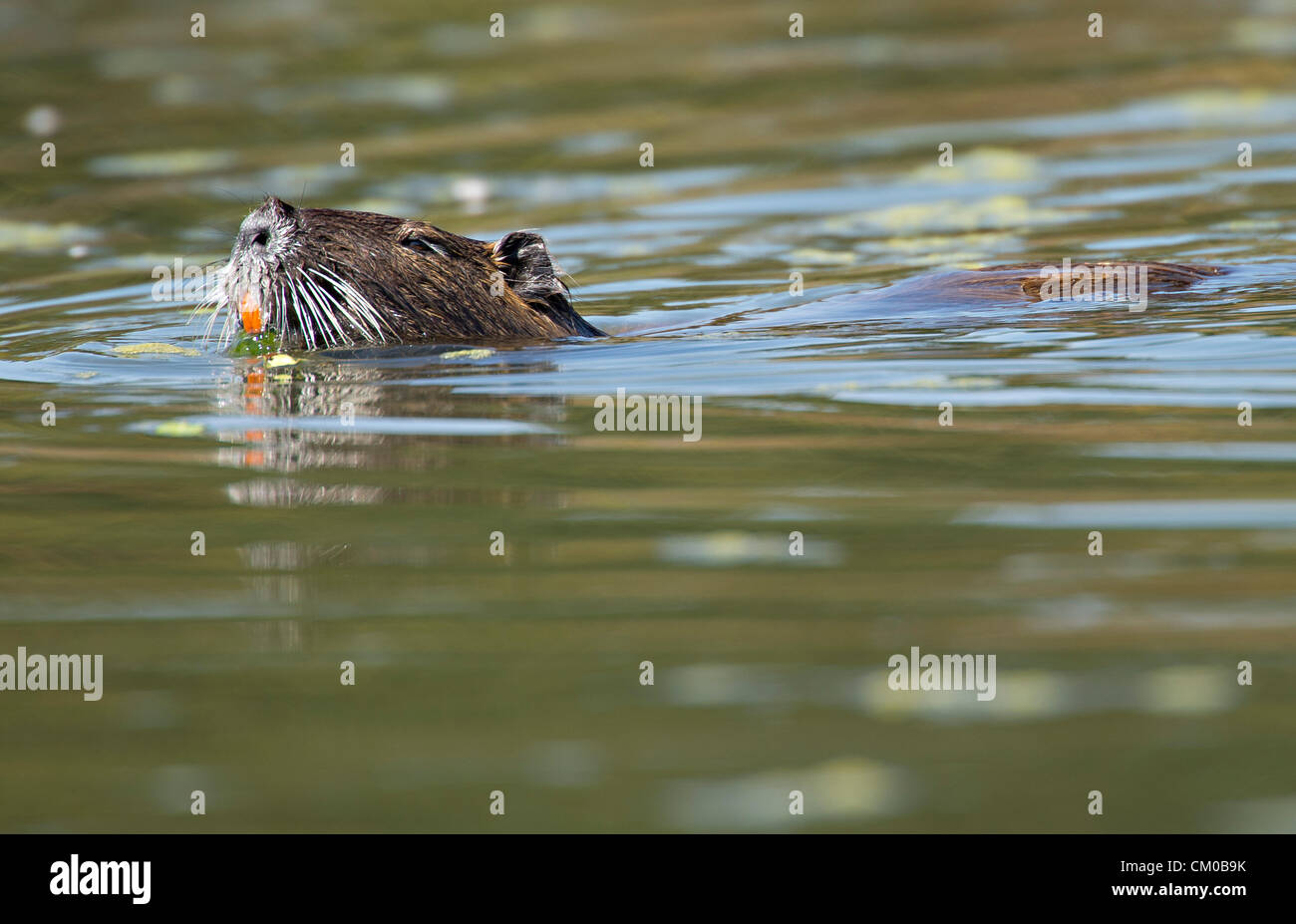 Sept. 7, 2012 - Roseburg, Oregon, U.S - A nutria, also known as a river rat, swamp rat, and coypu swims in a pond at a city park in Roseburg.  Native to temperate and subtropical regions of South America the semi-aquatic rodent was introduced to North America, Europe, and Africa.  The animal is considered an invasive and destructive species throughout most of its range. (Credit Image: © Robin Loznak/ZUMAPRESS.com) Stock Photo