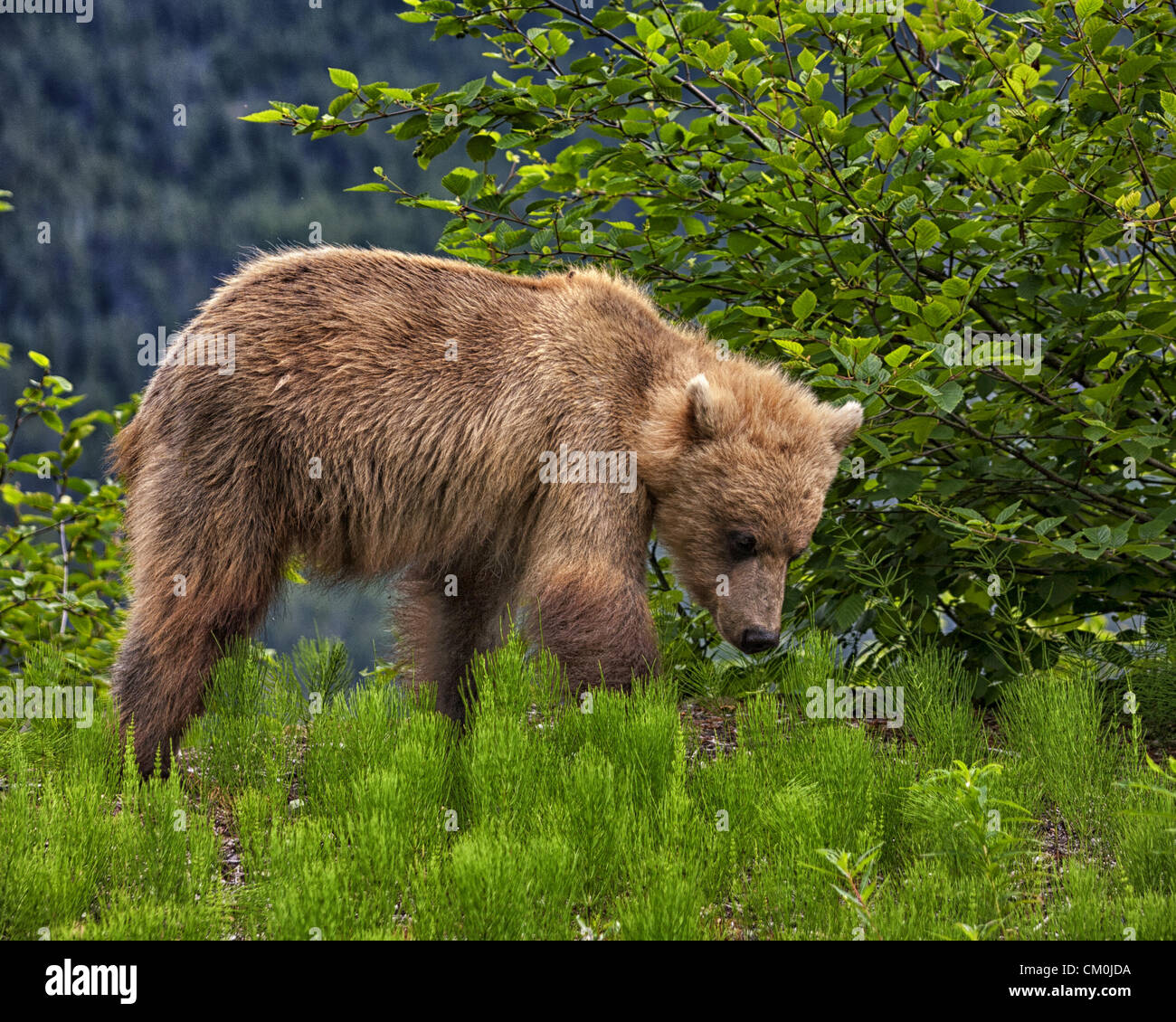 Brown bear eating berries hi-res stock photography and images - Alamy