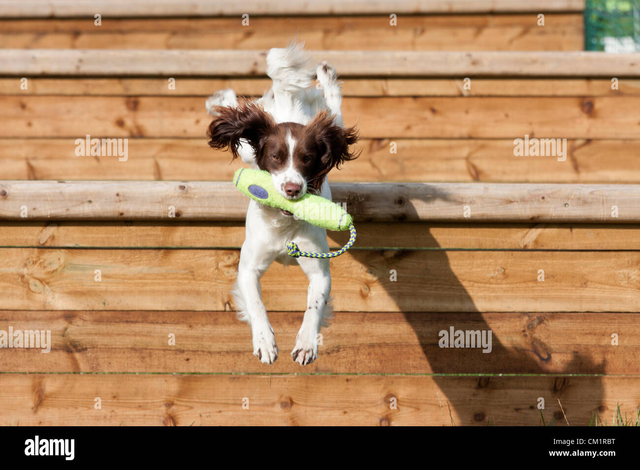 15.09.2012 - The Midland Game Fair at Weston Park, Shropshire, UK. A Gundog retrieving over jumps. Stock Photo
