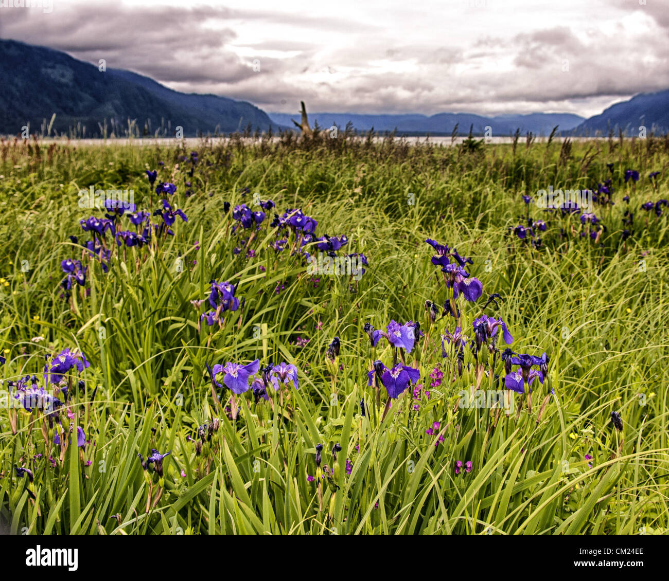 July 4, 2012 - Haines, Alaska, US - Wildflowers grow in profusion along the river banks near the mouth of the Chilkat Inlet. Photo shows Wild Iris [iris setosa] in bloom amid wild grasses. (Credit Image: © Arnold Drapkin/ZUMAPRESS.com) Stock Photo