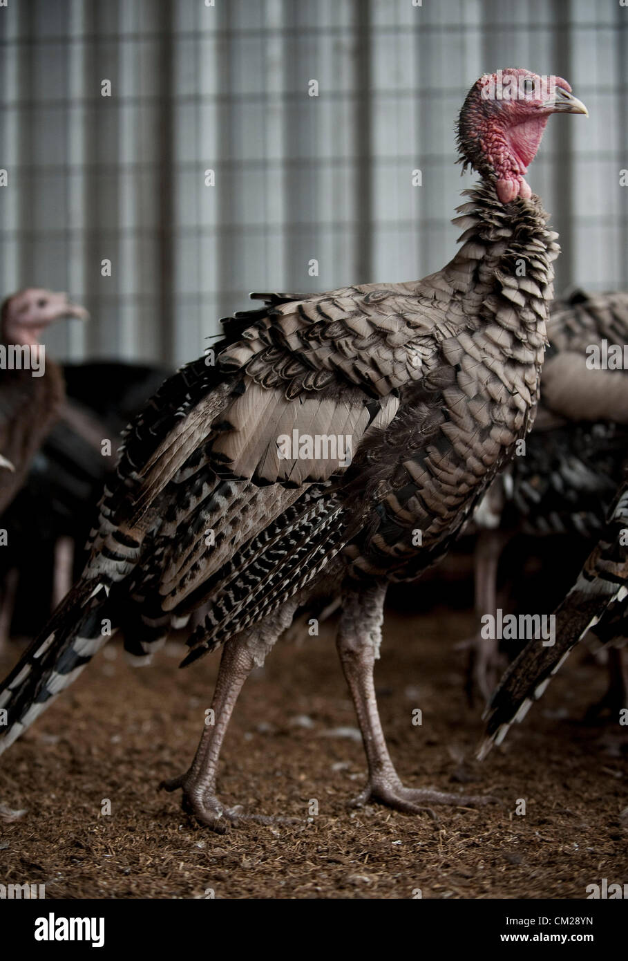 Sept. 18, 2012 - Weatherford, Texas, USA - September 18, 2012 Weatherford, Tx. USA.  A young Narragansett heirloom turkey struts in the barn at Cold Springs Farm which raises a variety of heritage turkeys including Narragansett, Chocolate, Red Bourbon, Spanich Black, Black Mottles, Lavender, Royal Palm and Self Buff near Weatherford, Tx. The hens and gobblers are raised in a free range environment without hormones. (Credit Image: © Ralph Lauer/ZUMAPRESS.com) Stock Photo