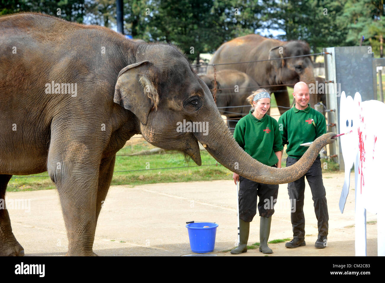 Bedfordshire, UK. 19th September 2012. Elephant artist picks up a paintbrush for Elephant Appreciation Weekend         ZSL Whipsnade Zoo’s pachyderm Picasso is preparing to pick up a paintbrush and show off her artistic talents ahead of Elephant Appreciation Weekend, Elephantasia.    Fourteen-year-old Asian elephant Karishma will be using her trunk to decorate wooden elephants with colourful splashes of paint in the run up to the weekend – which will be raising vital funds for the Zoo’s worldwide elephant conservation and research projects.    Elephant keeper Elizabeth Becker said: “Karishma r Stock Photo