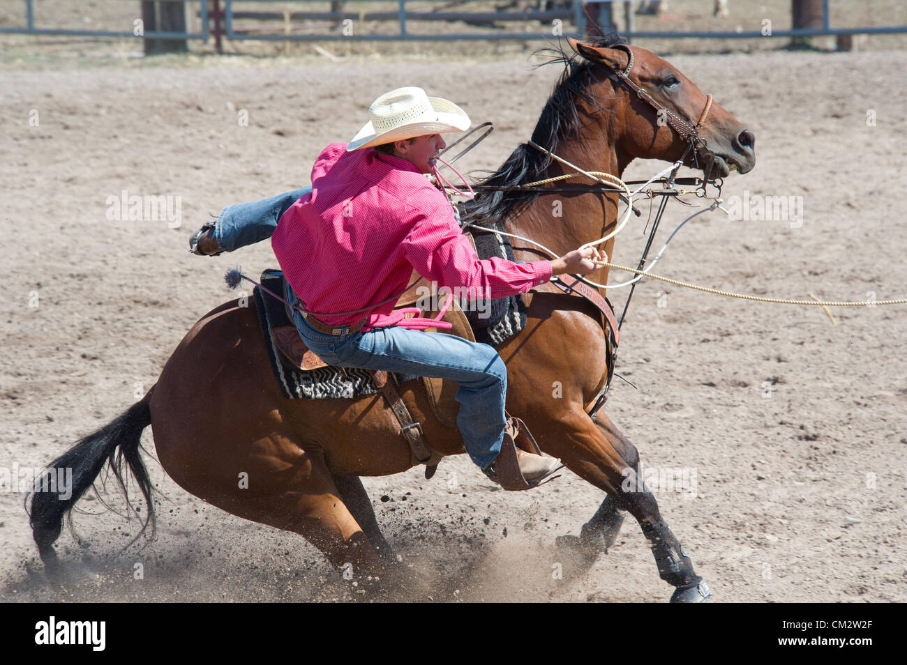 Calf Roper Rigging Calf Roper High Resolution Stock Photography and Images - Alamy