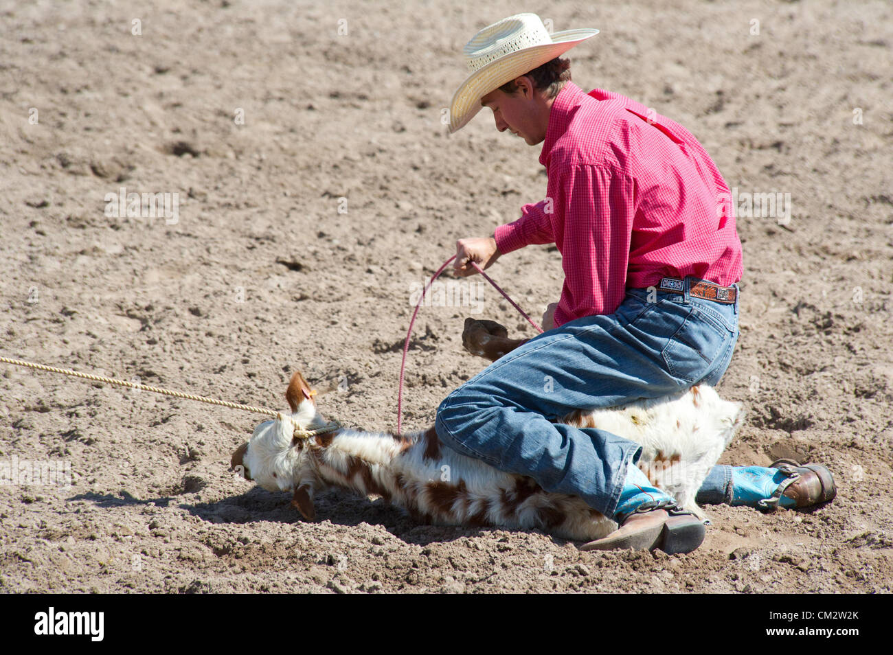 Calf Getting Roped Six full hi-res stock photography and images - Alamy
