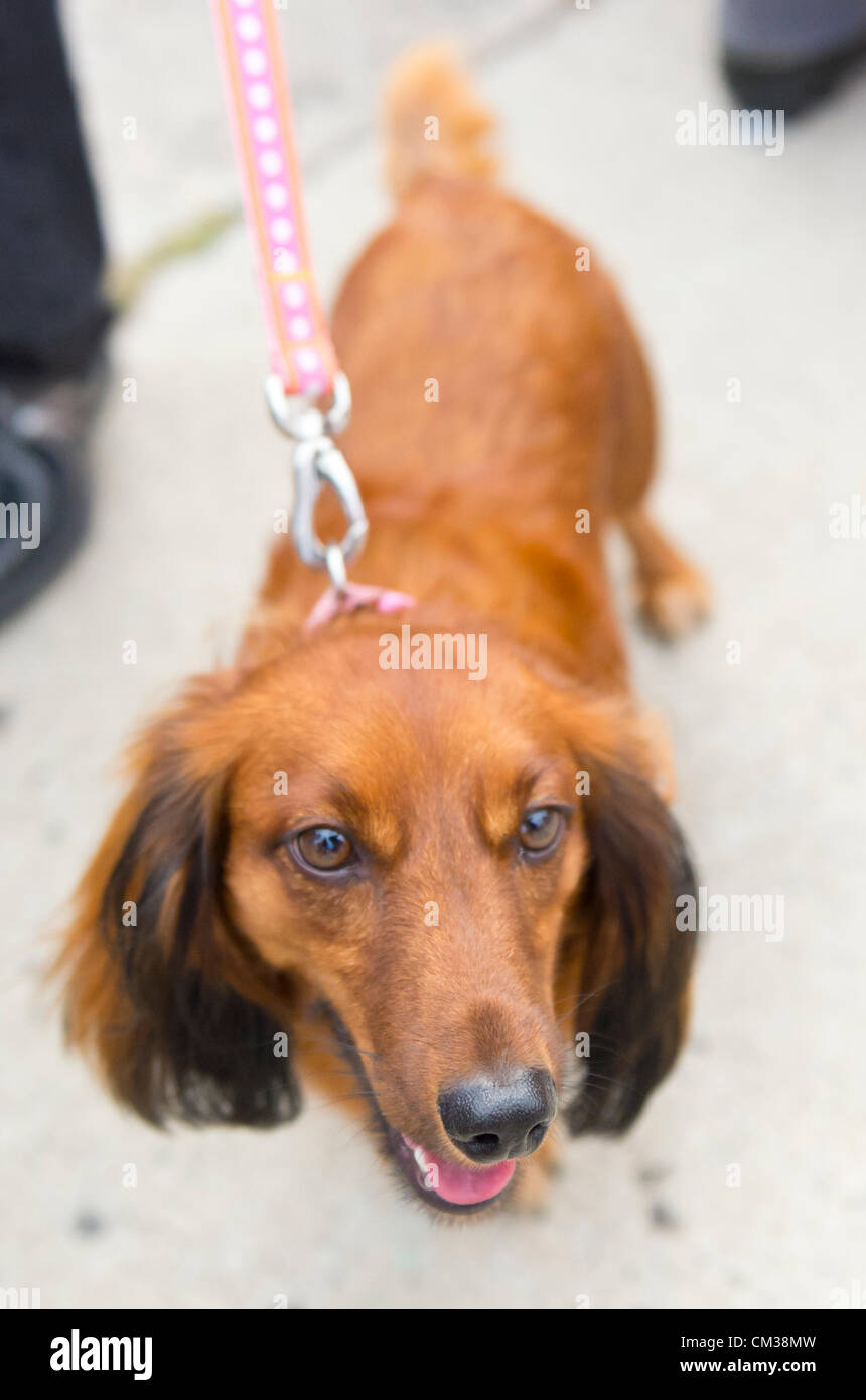 Sept. 22, 2012 - Bellmore, New York U.S. - Red longhaired dachshund on pink leash sees ground level view of the 26th Annual Bellmore Family Street Festival. More people than the well over 120,000 who attended the Long Island fair last year were expected. Stock Photo
