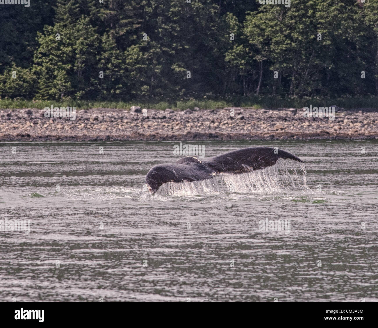 Underside of whale tail hi-res stock photography and images - Alamy