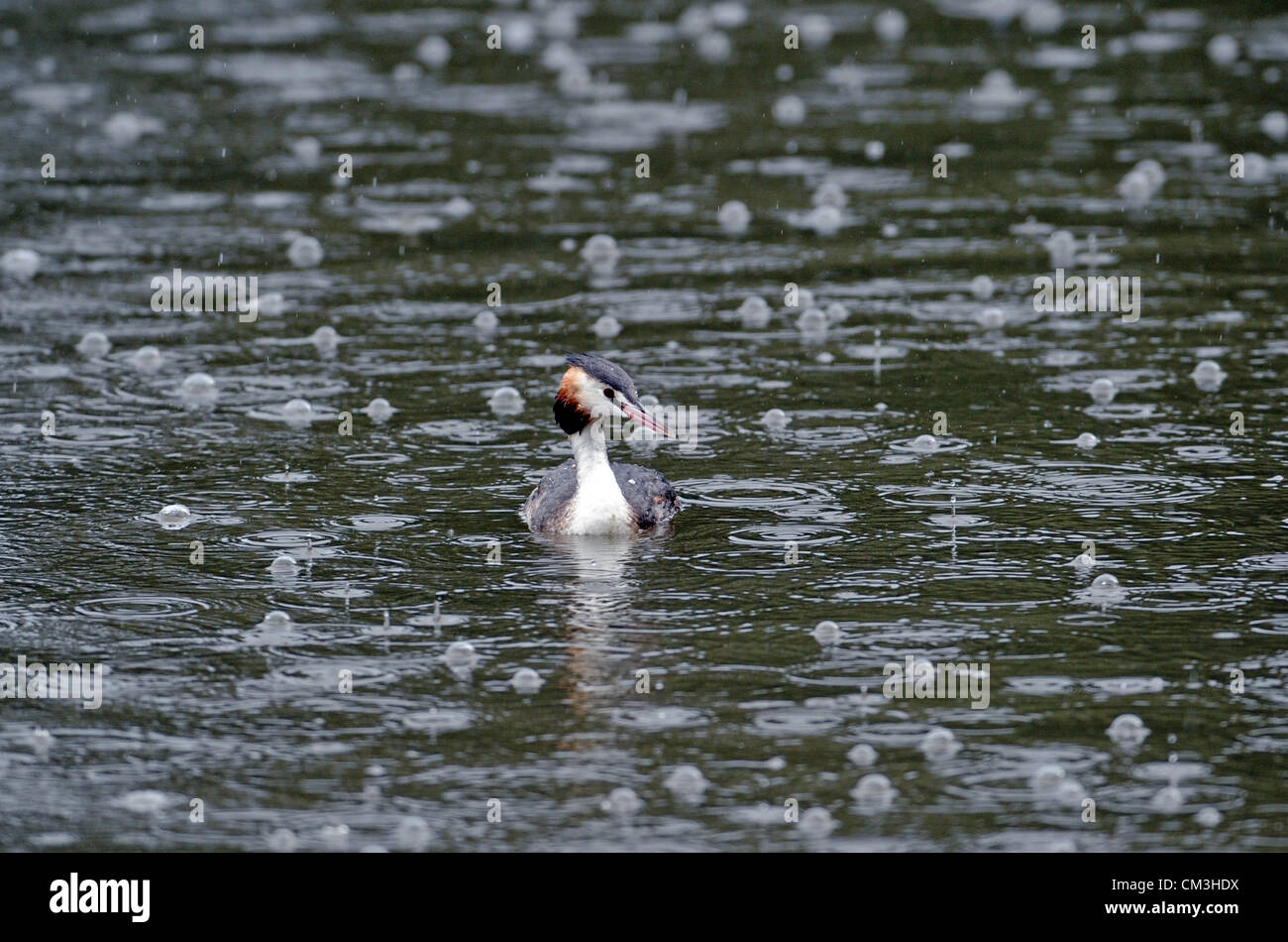 A Great Crested Grebe Podiceps Cristatus enjoys the heavy rain as it creates bubbles on the lake at Warnham UK Stock Photo