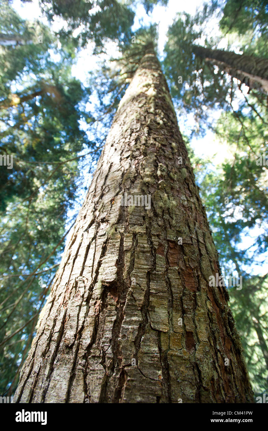Aug. 30, 2012 Marblemount, Washington, USA August 30, 2012