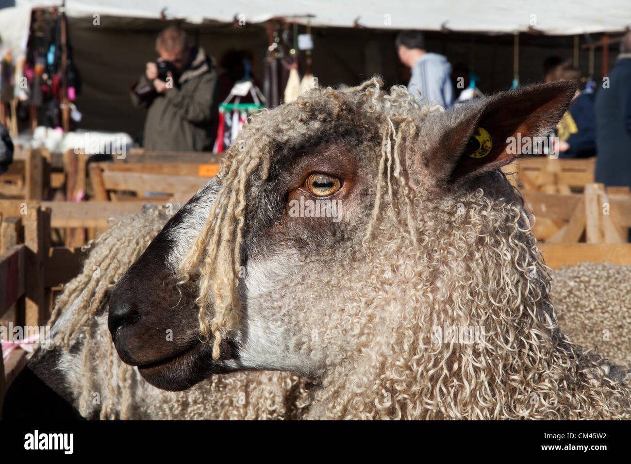 Teeswater sheep rare breed and crowds at the Annual Sheep Judging and