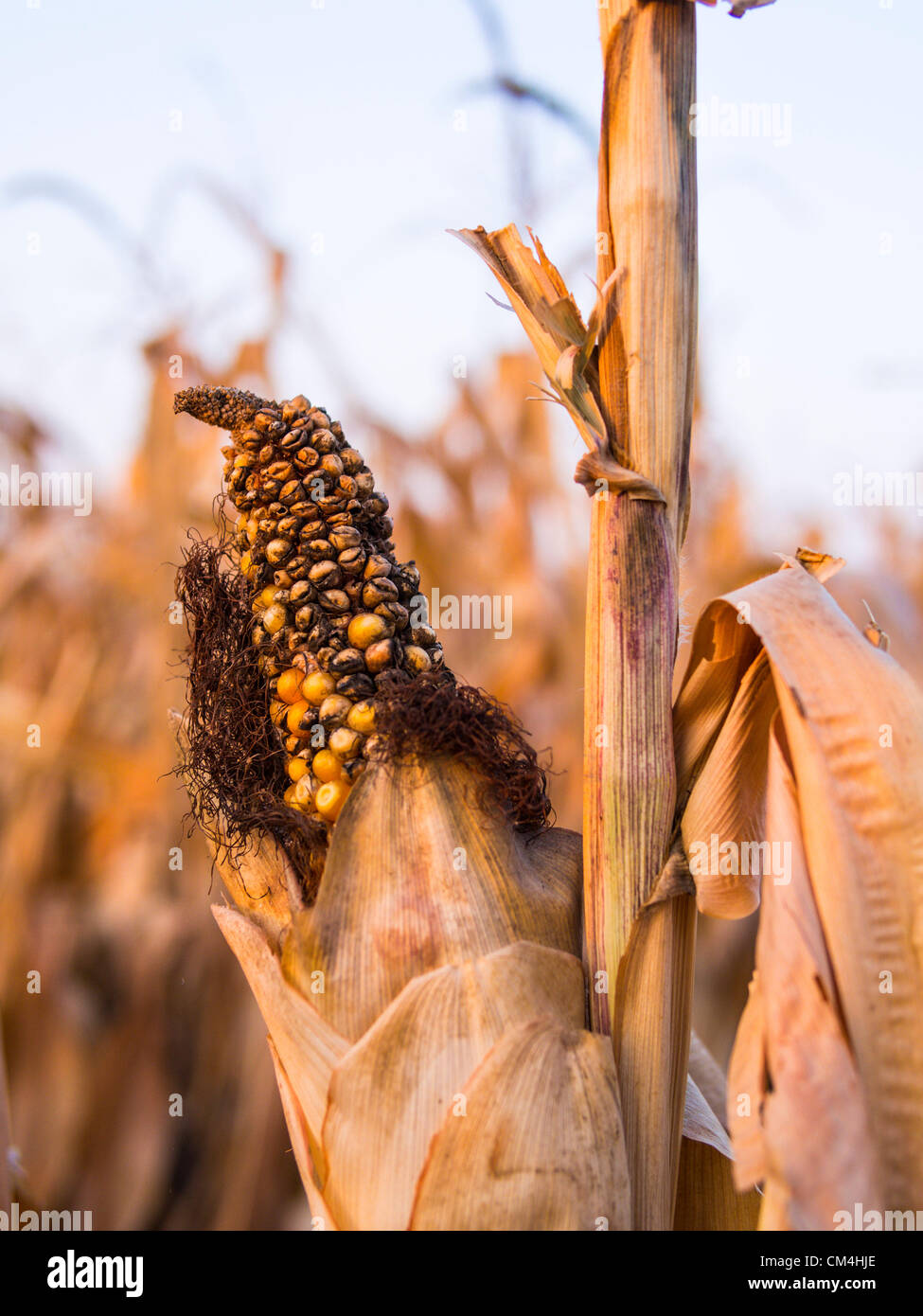 Sep. 28, 2012 - Northfield, Minnesota, U.S. - Stunted corn in a field waiting harvest. By chance, Northfield has received rain while areas only a few hours south are suffering record droughts (Credit Image: © David I. Gross/ZUMAPRESS.com) Stock Photo