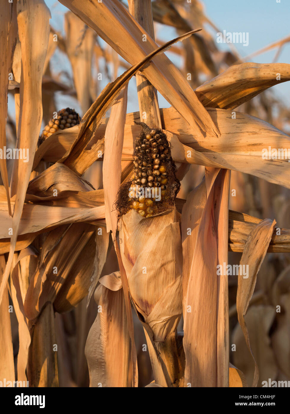 Sep. 28, 2012 - Northfield, Minnesota, U.S. - Stunted corn in a field waiting harvest. By chance, Northfield has received rain while areas only a few hours south are suffering record droughts (Credit Image: © David I. Gross/ZUMAPRESS.com) Stock Photo